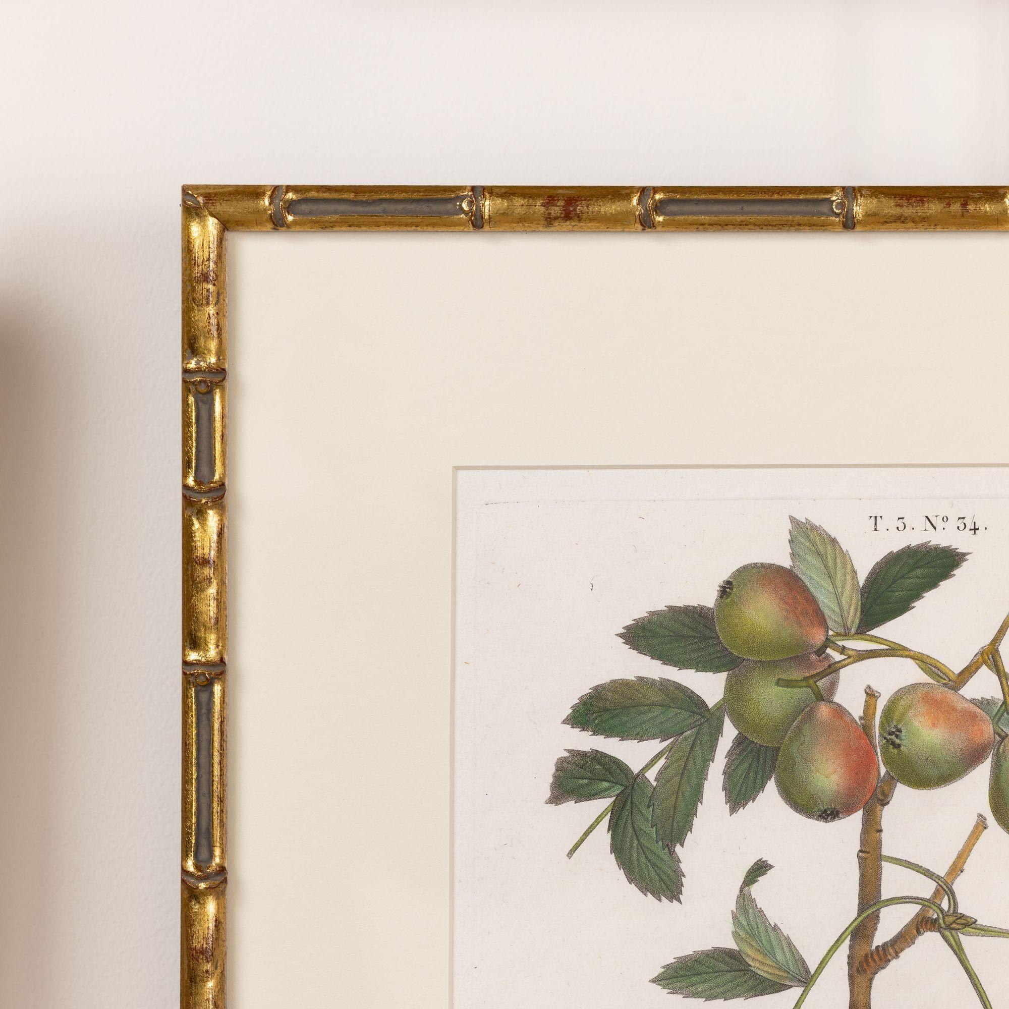 19. Jahrhundert. Französisch gerahmt Kupferplatte botanische Gravur auf Büttenpapier (Handbemalt) im Angebot