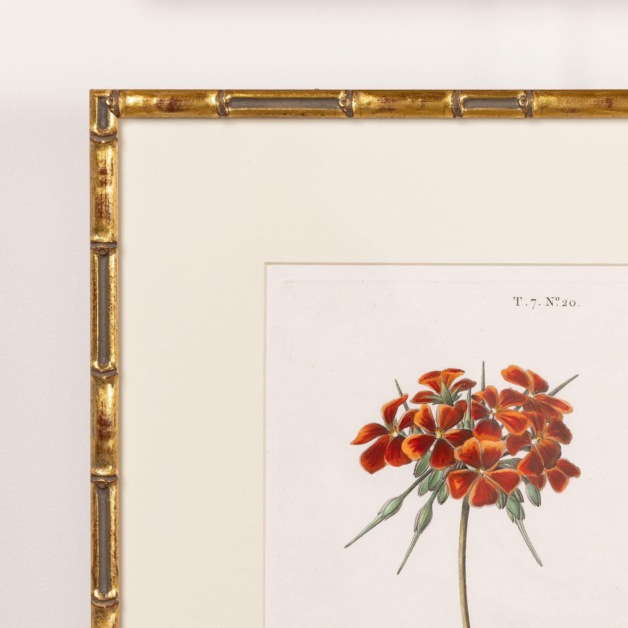 19. Jahrhundert. Französisch gerahmt Kupferplatte botanische Gravur auf Büttenpapier (Handbemalt) im Angebot