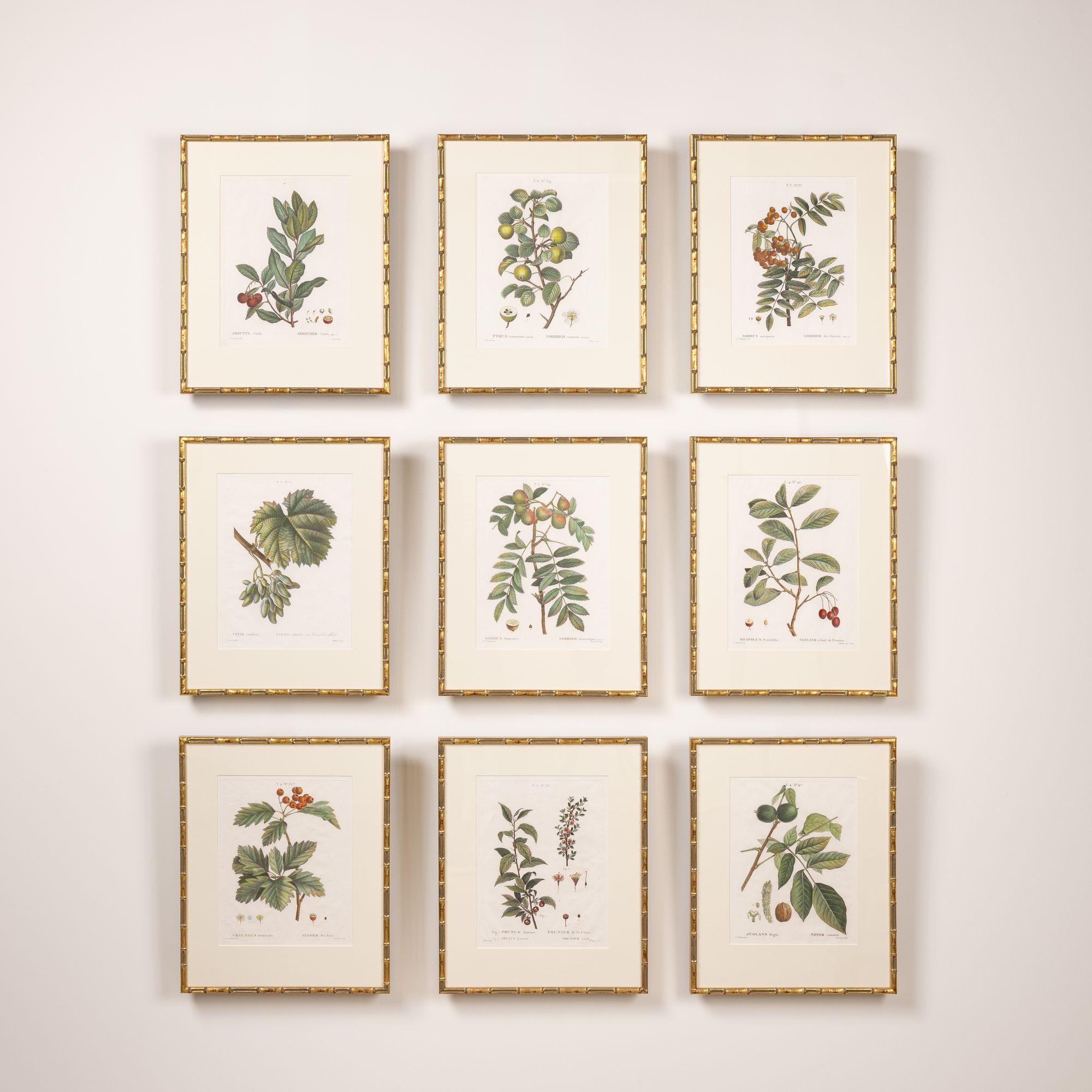 19. Jahrhundert. Französisch gerahmt Kupferplatte botanische Gravur auf Büttenpapier im Zustand „Hervorragend“ im Angebot in Wichita, KS
