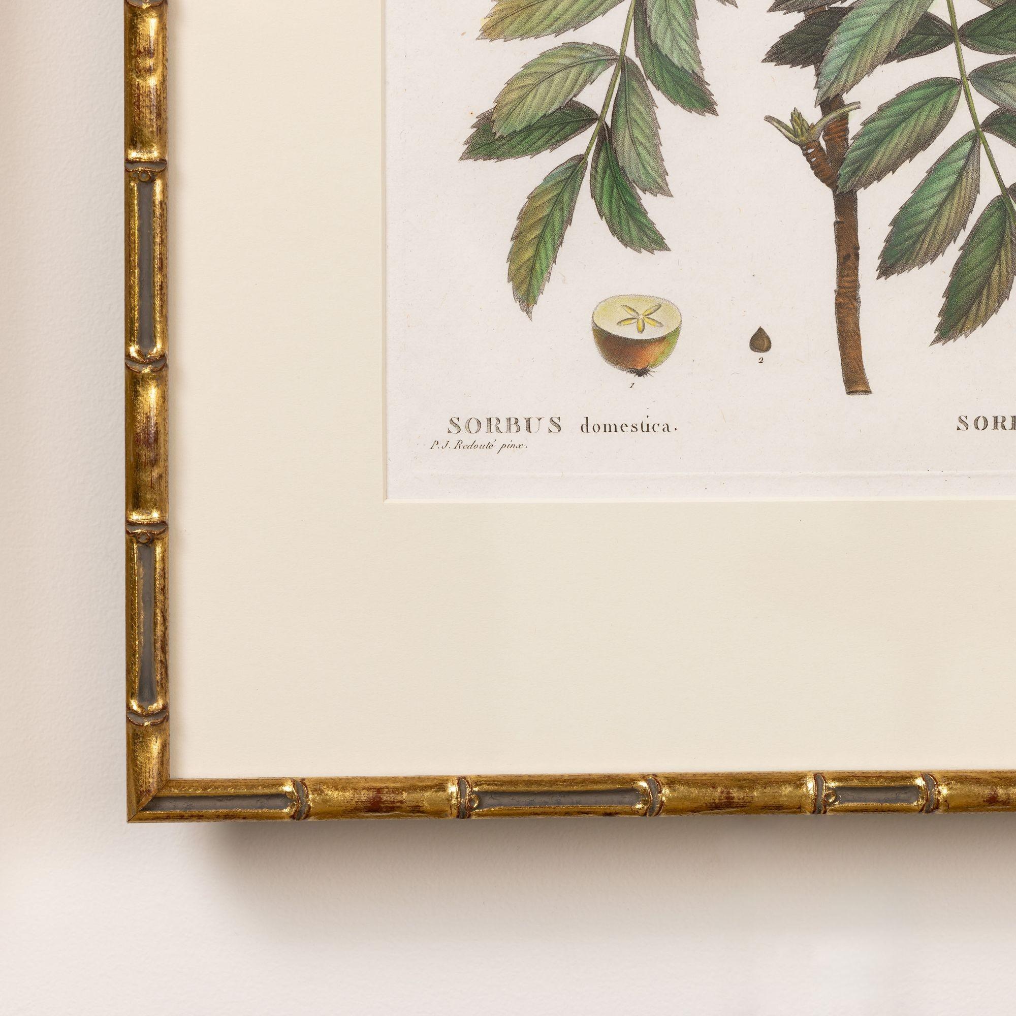 19. Jahrhundert. Französisch gerahmt Kupferplatte botanische Gravur auf Büttenpapier im Zustand „Hervorragend“ im Angebot in Wichita, KS