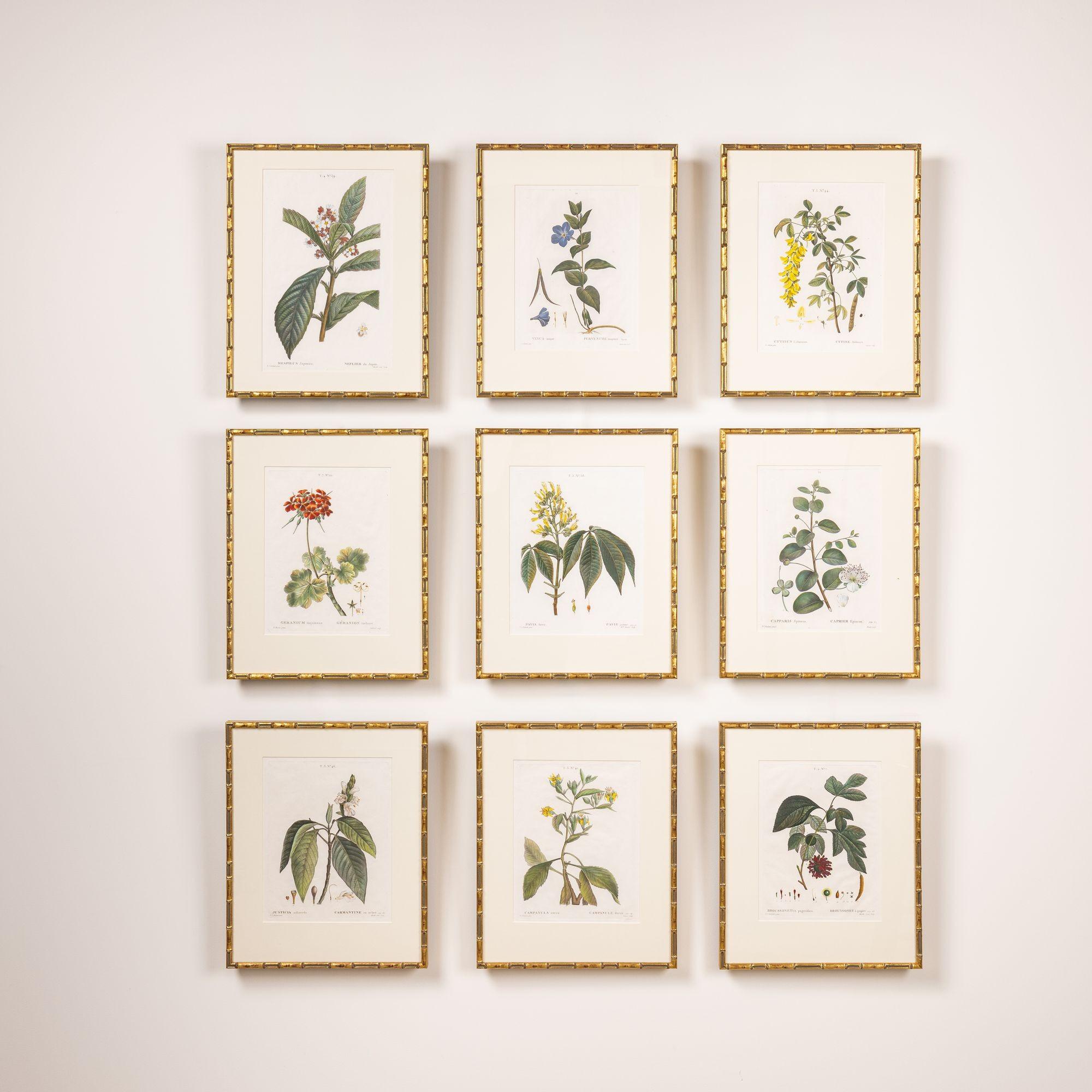 19. Jahrhundert. Französisch gerahmt Kupferplatte botanische Gravur auf Büttenpapier im Zustand „Hervorragend“ im Angebot in Wichita, KS