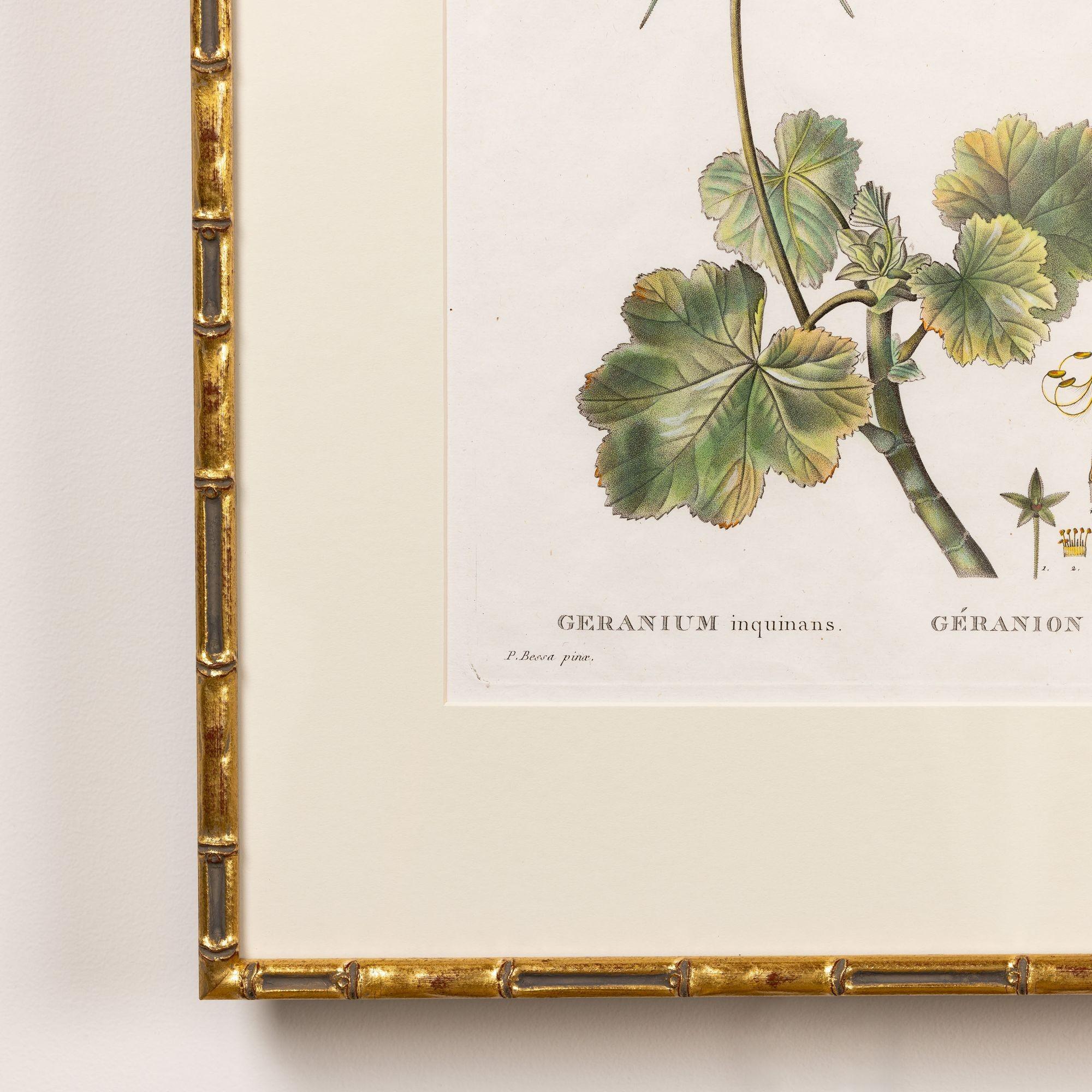 19. Jahrhundert. Französisch gerahmt Kupferplatte botanische Gravur auf Büttenpapier im Zustand „Hervorragend“ im Angebot in Wichita, KS