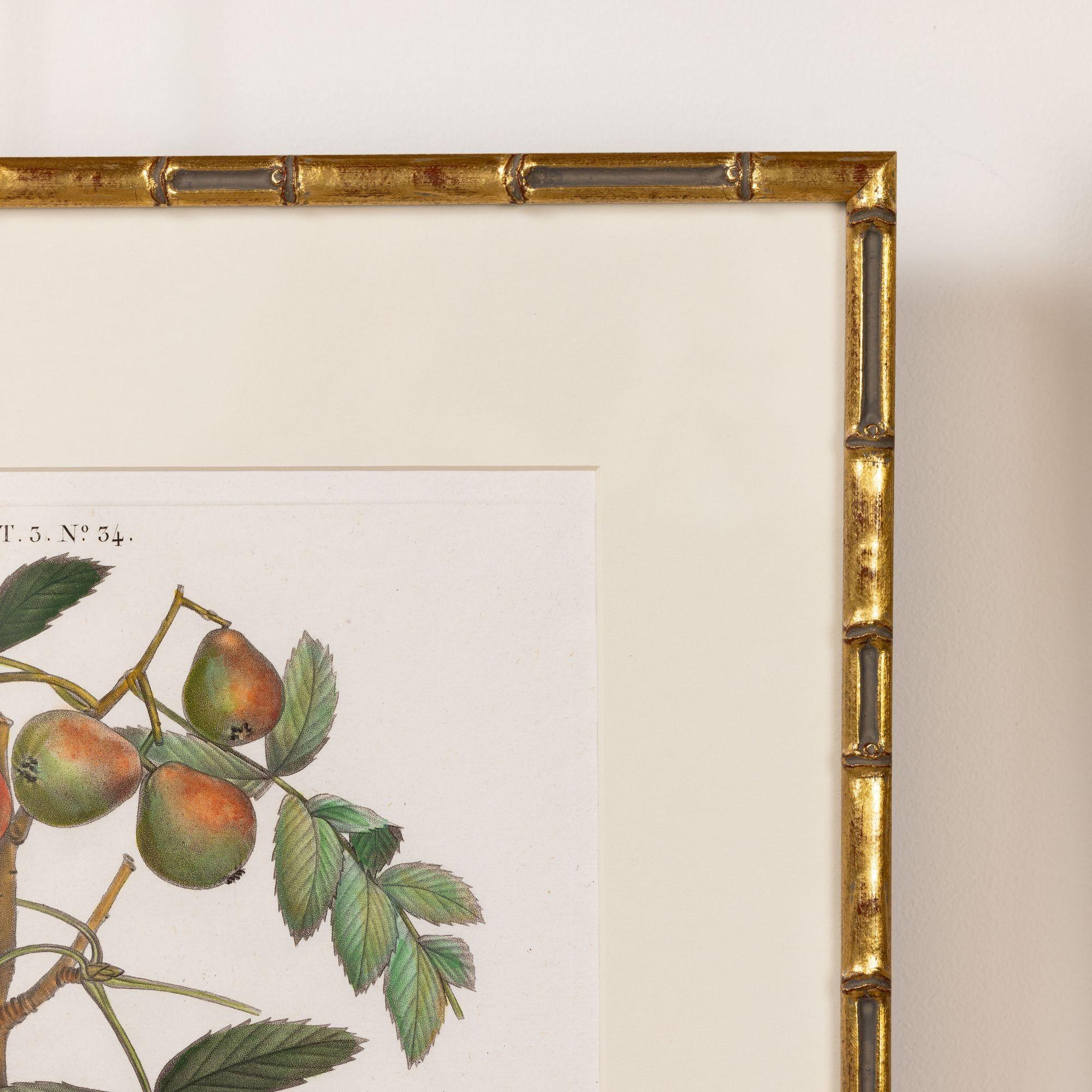 19. Jahrhundert. Französisch gerahmt Kupferplatte botanische Gravur auf Büttenpapier (Papier) im Angebot