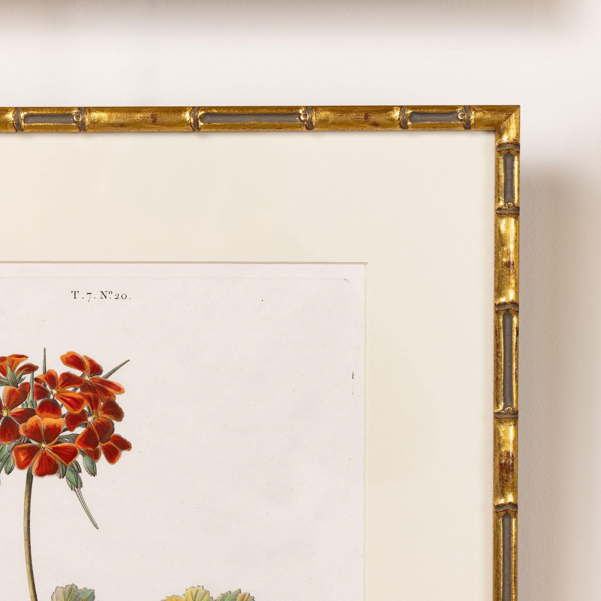 19. Jahrhundert. Französisch gerahmt Kupferplatte botanische Gravur auf Büttenpapier (Papier) im Angebot