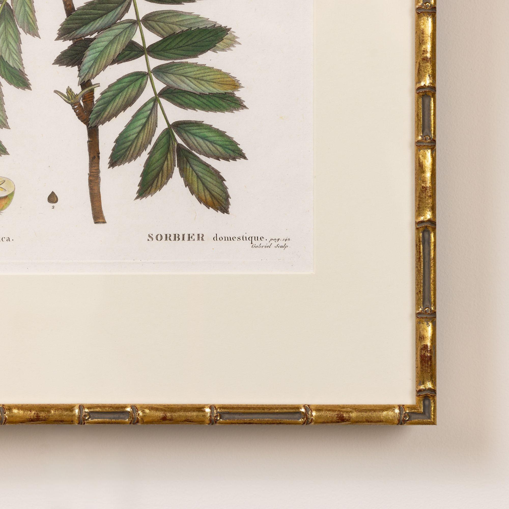 19. Jahrhundert. Französisch gerahmt Kupferplatte botanische Gravur auf Büttenpapier im Angebot 1