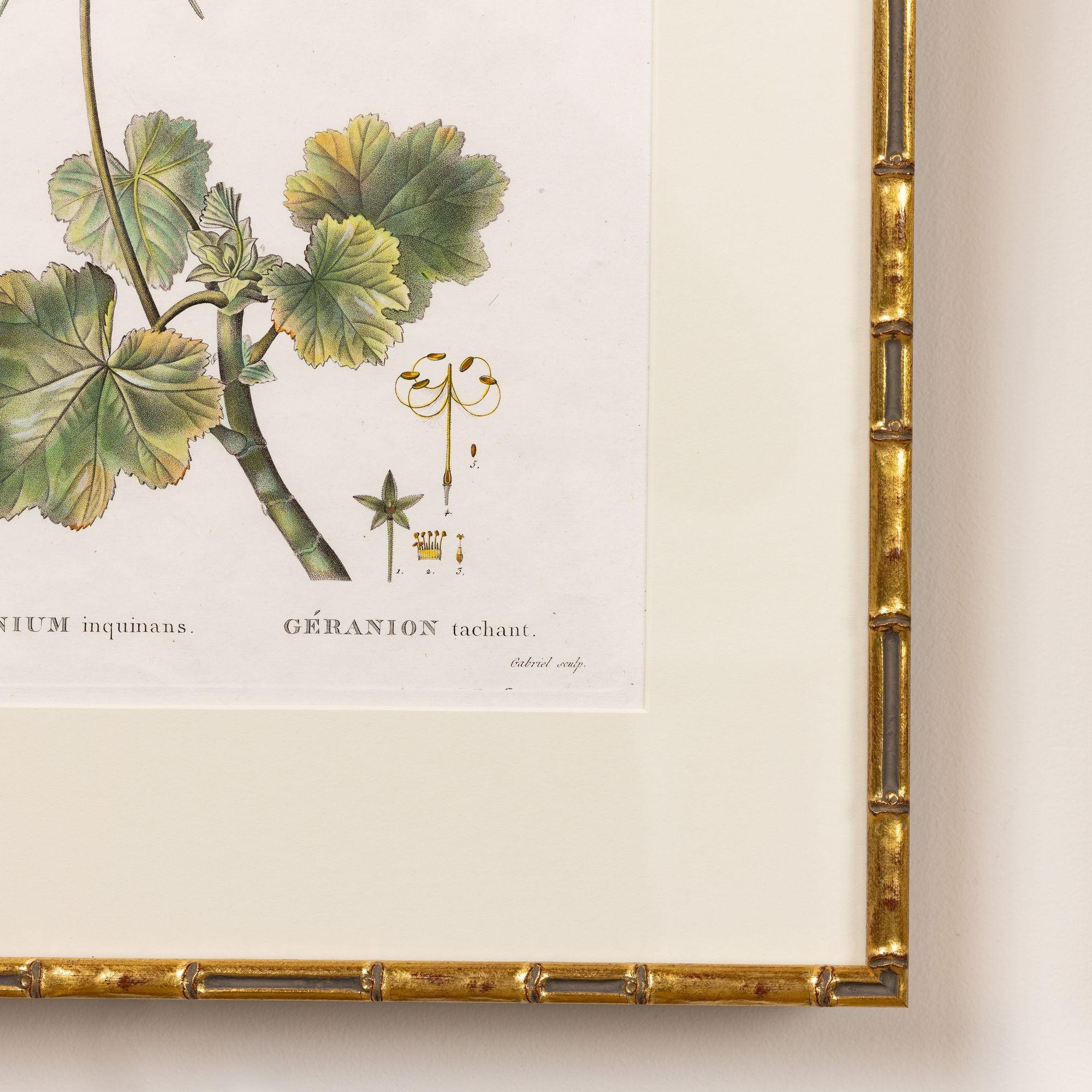 19. Jahrhundert. Französisch gerahmt Kupferplatte botanische Gravur auf Büttenpapier im Angebot 1