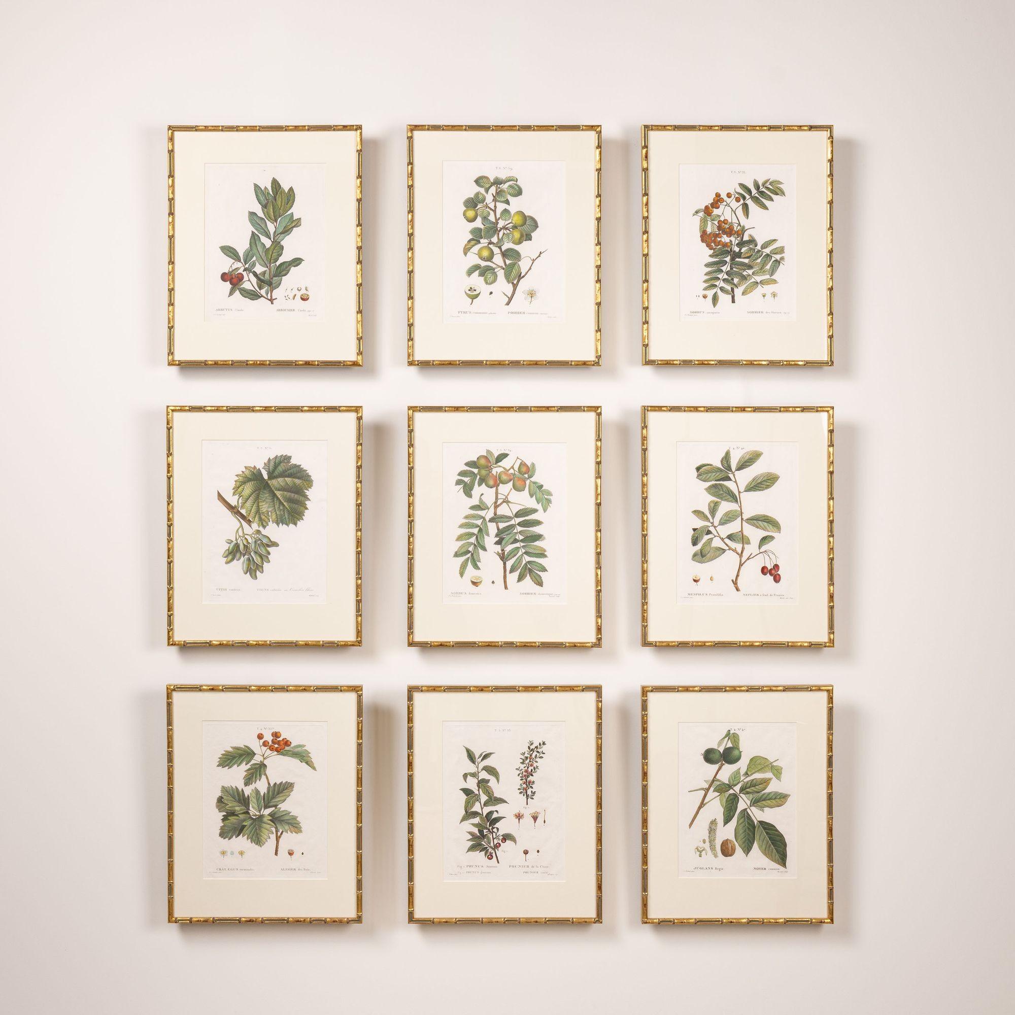 19. Jahrhundert. Französisch gerahmt Kupferplatte botanische Gravur auf Büttenpapier im Angebot 2