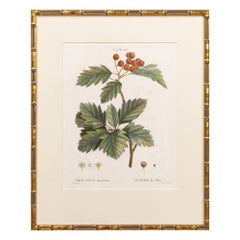 19th c. French Framed Copper Plate Botanical Engraving on Laid Paper