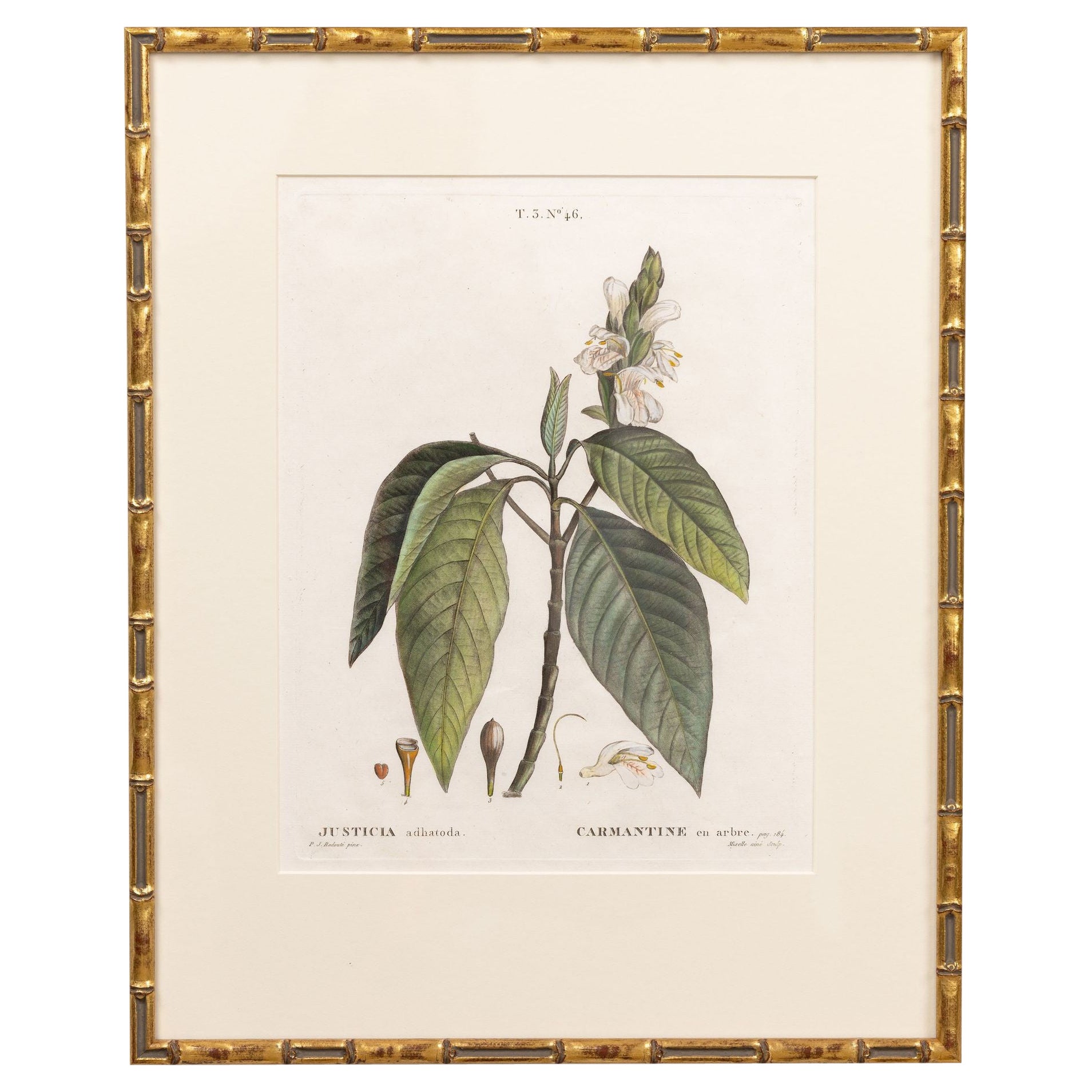 19. Jahrhundert. Französisch gerahmt Kupferplatte botanische Gravur auf Büttenpapier im Angebot