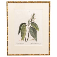 Antique 19th c. French Framed Copper Plate Botanical Engraving on Laid Paper
