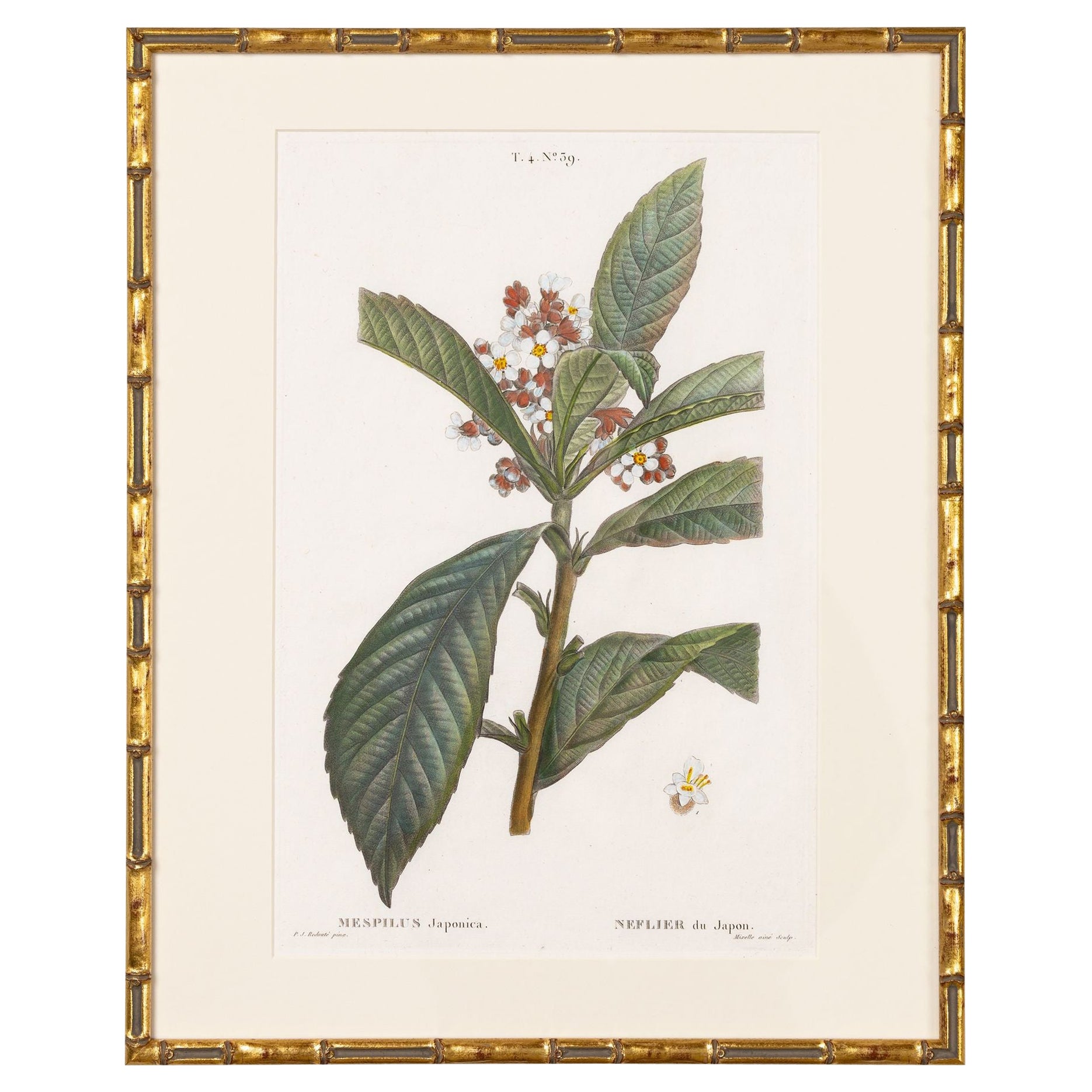 19. Jahrhundert. Französisch gerahmt Kupferplatte botanische Gravur auf Büttenpapier