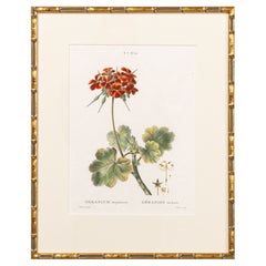 Antique 19th c. French Framed Copper Plate Botanical Engraving on Laid Paper