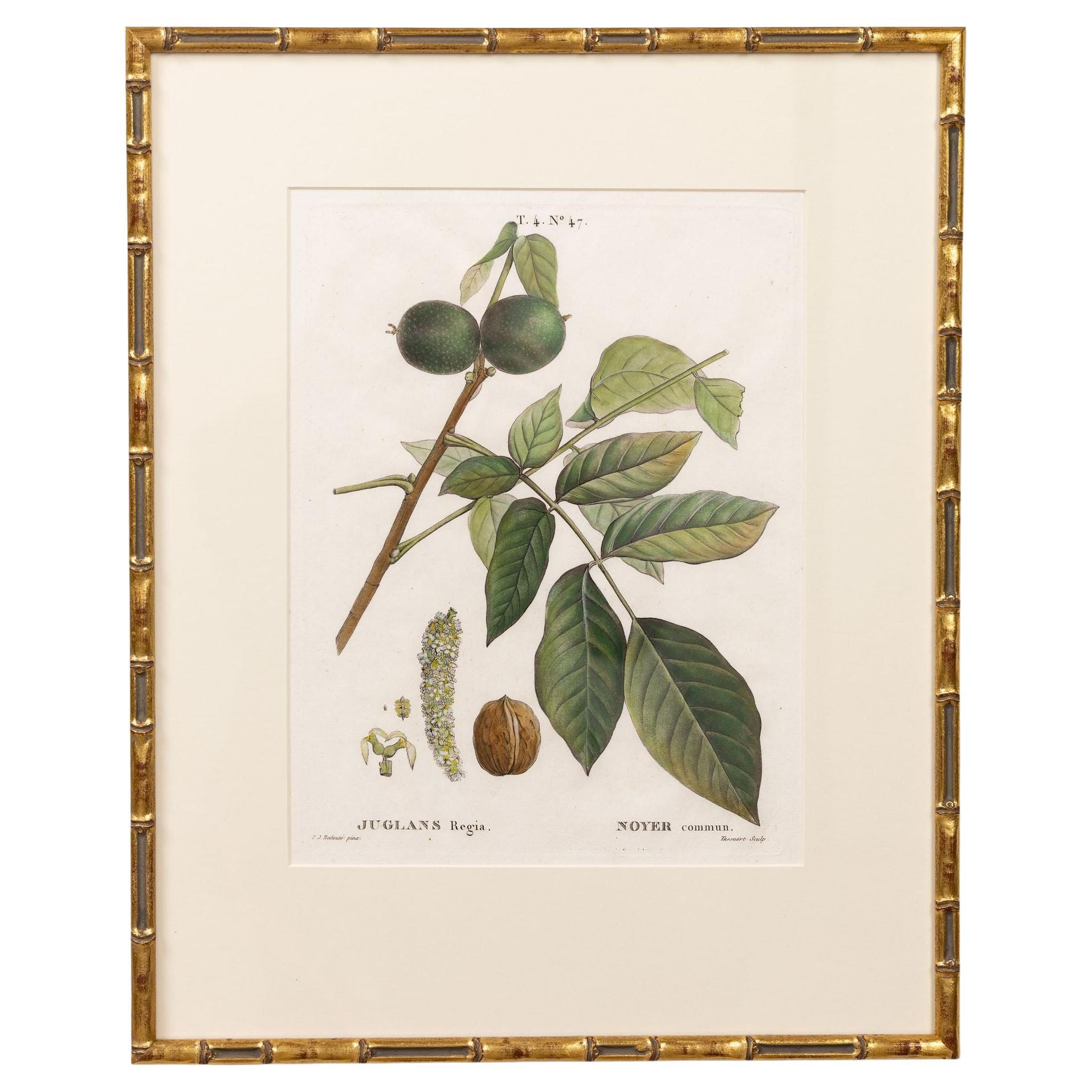 19. Jahrhundert. Französisch gerahmt Kupferplatte botanische Gravur auf Büttenpapier