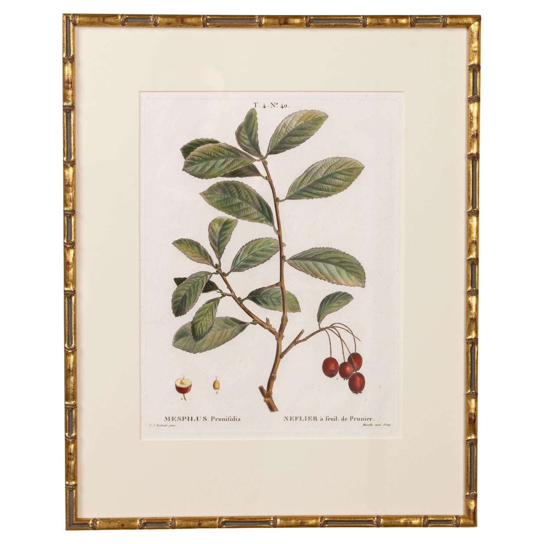 19. Jahrhundert. Französisch gerahmt Kupferplatte botanische Gravur auf Büttenpapier