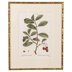 19th c. French Framed Copper Plate Botanical Engraving on Laid Paper