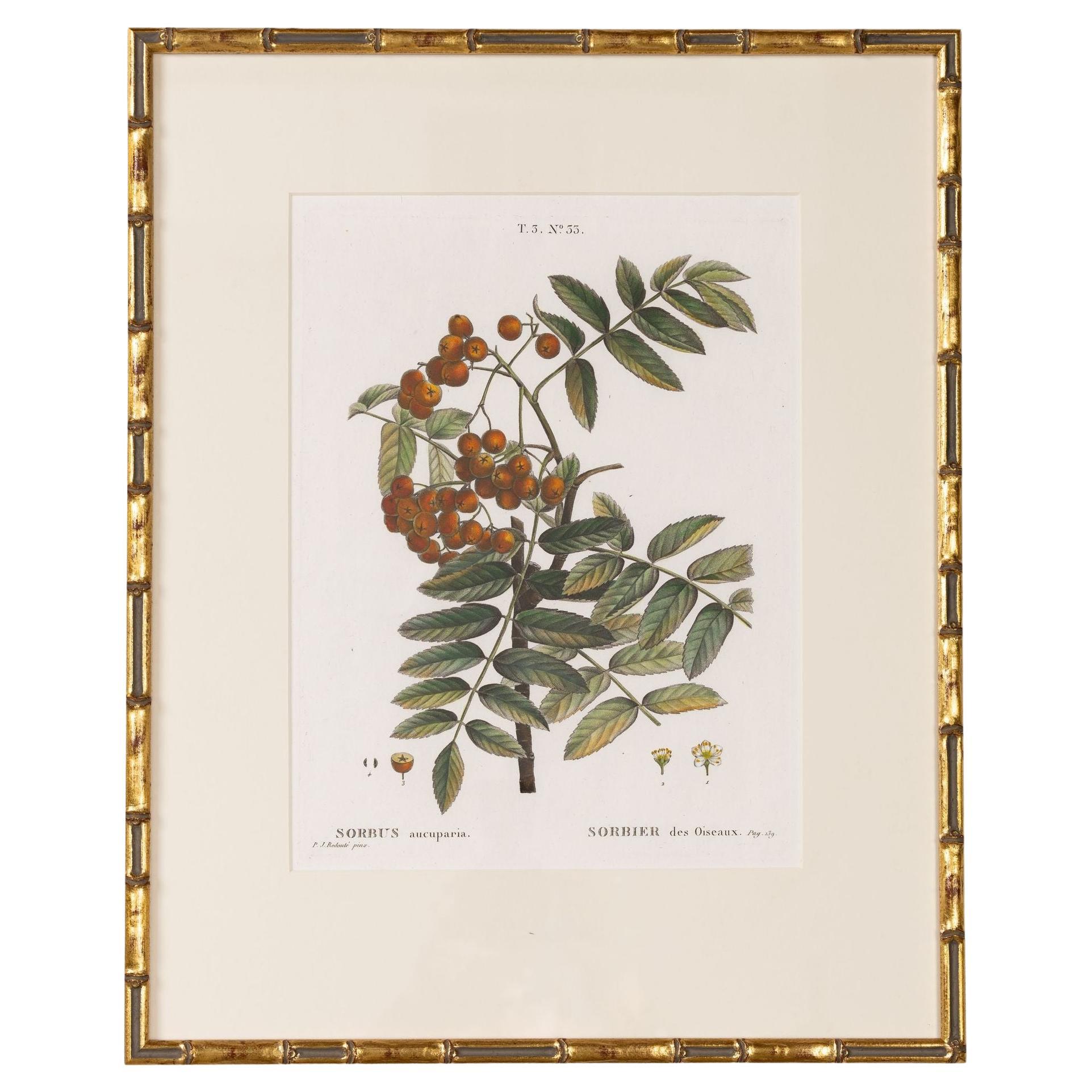 19th c. French Framed Copper Plate Botanical Engraving on Laid Paper