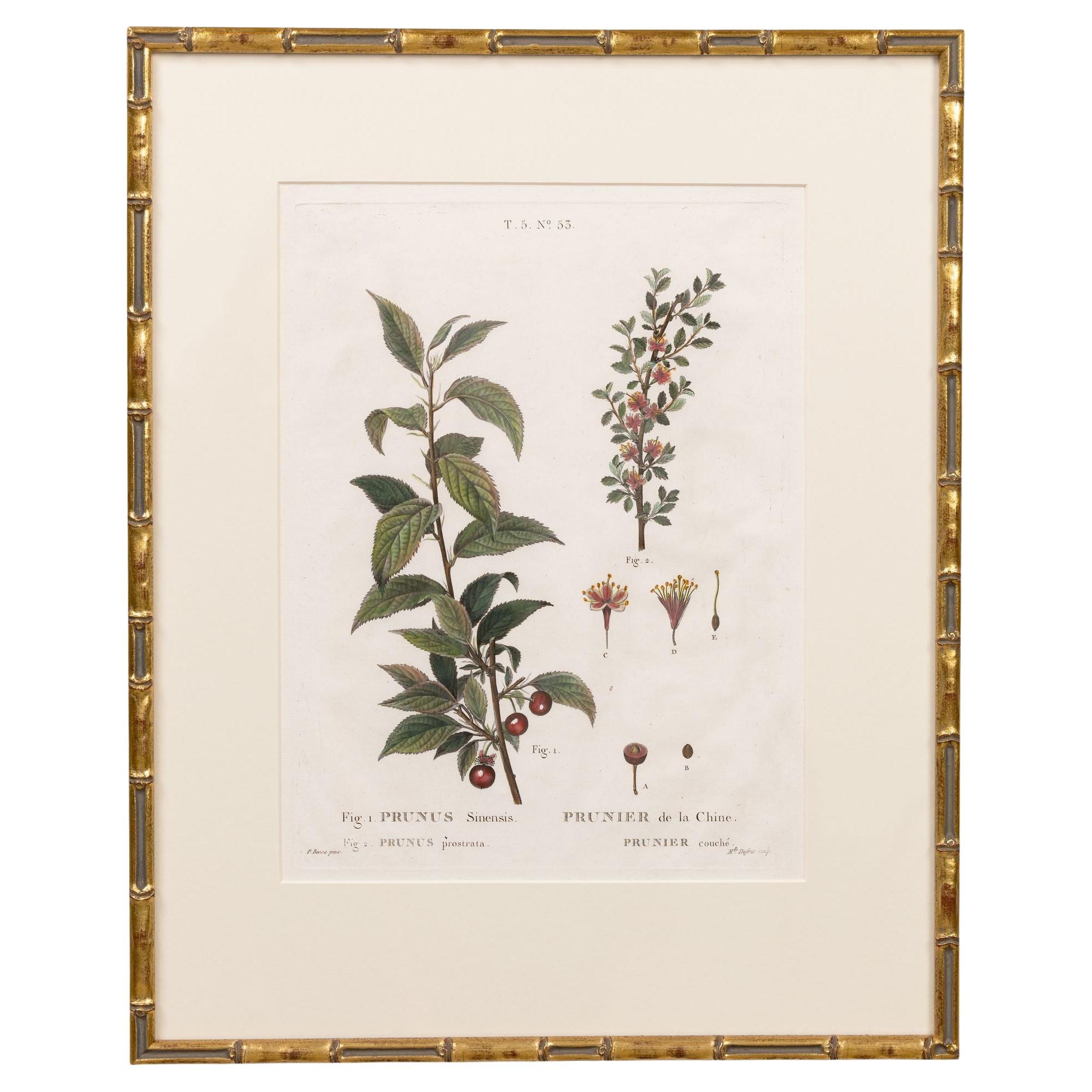 19. Jahrhundert. Französisch gerahmt Kupferplatte botanische Gravur auf Büttenpapier im Angebot