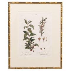 19. Jahrhundert. Französisch gerahmt Kupferplatte botanische Gravur auf Büttenpapier