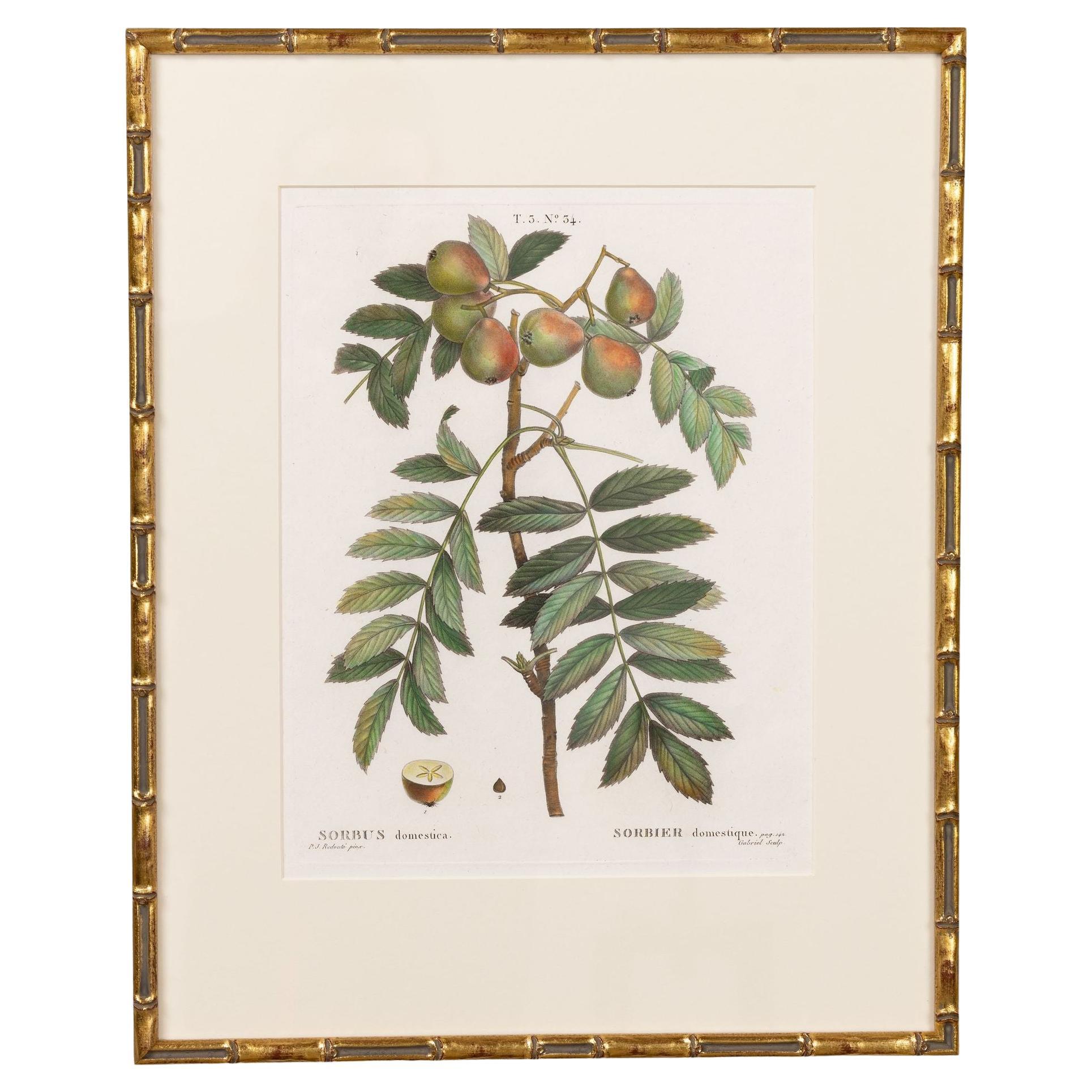 19. Jahrhundert. Französisch gerahmt Kupferplatte botanische Gravur auf Büttenpapier