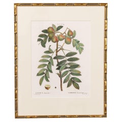 19. Jahrhundert. Französisch gerahmt Kupferplatte botanische Gravur auf Büttenpapier