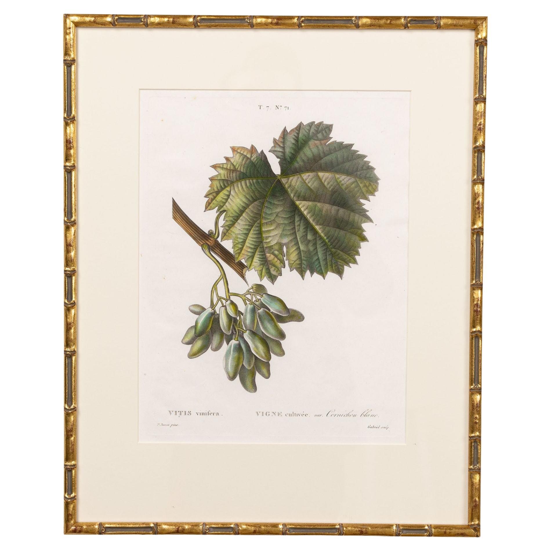 19. Jahrhundert. Französisch gerahmt Kupferplatte botanische Gravur auf Büttenpapier