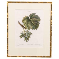 19. Jahrhundert. Französisch gerahmt Kupferplatte botanische Gravur auf Büttenpapier