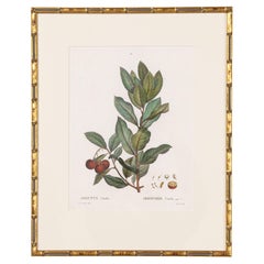 19. Jahrhundert. Französisch gerahmt Kupferplatte botanische Gravur auf Büttenpapier