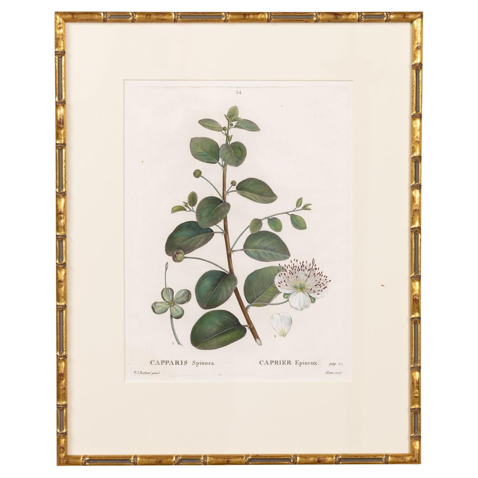 19. Jahrhundert. Französisch gerahmt Kupferplatte botanische Gravur auf Büttenpapier