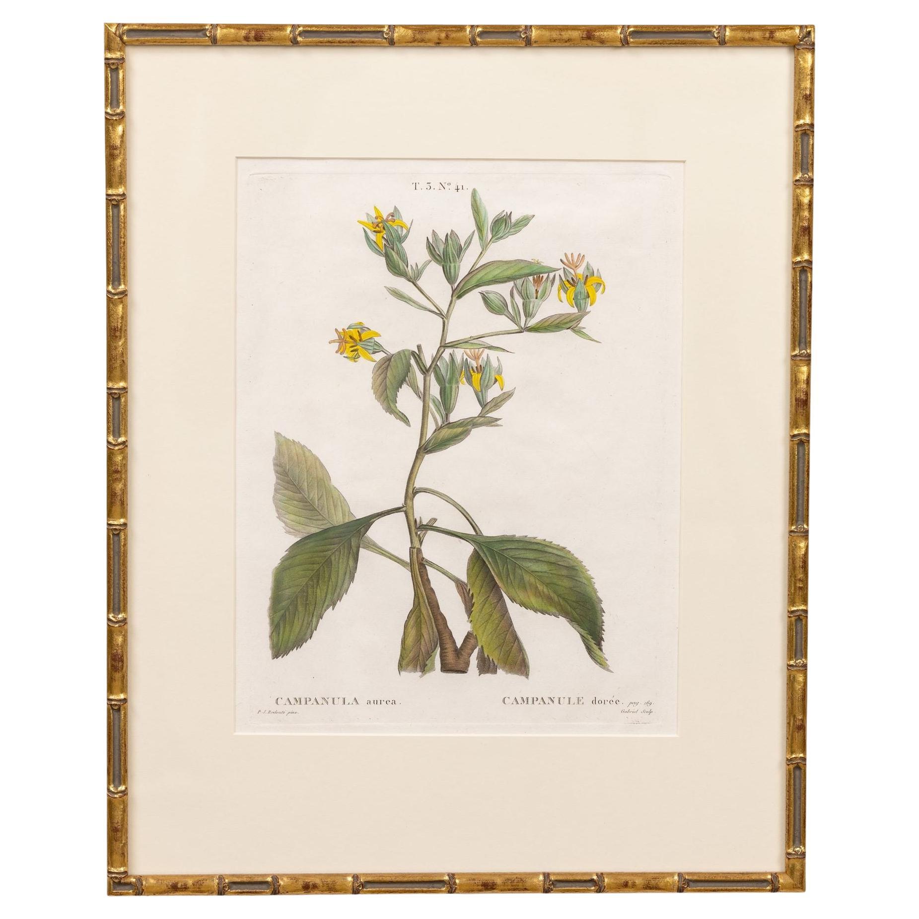 19. Jahrhundert. Französisch gerahmt Kupferplatte botanische Gravur auf Büttenpapier