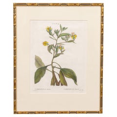 Antique 19th c. French Framed Copper Plate Botanical Engraving on Laid Paper