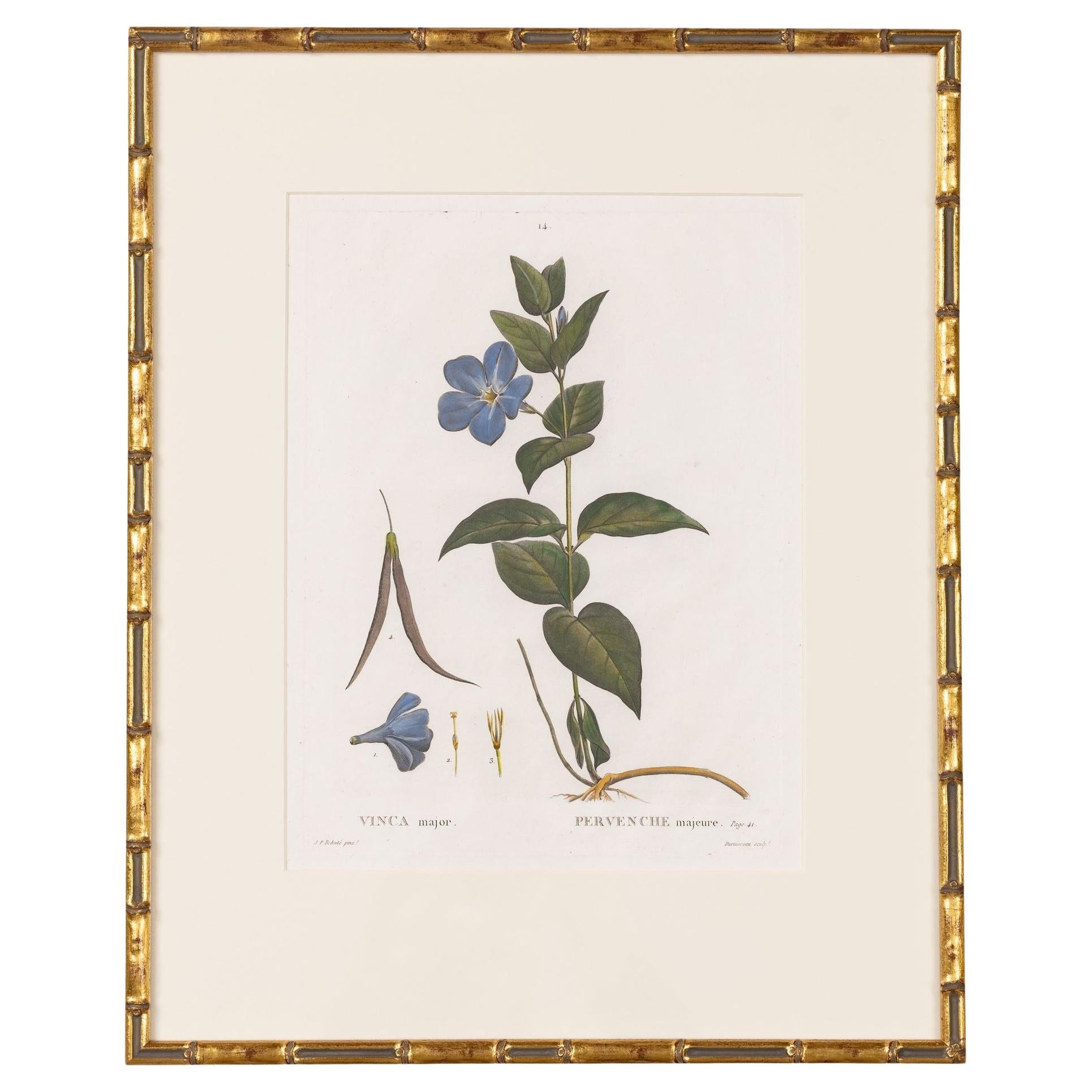 19. Jahrhundert. Französisch gerahmt Kupferplatte botanische Gravur auf Büttenpapier