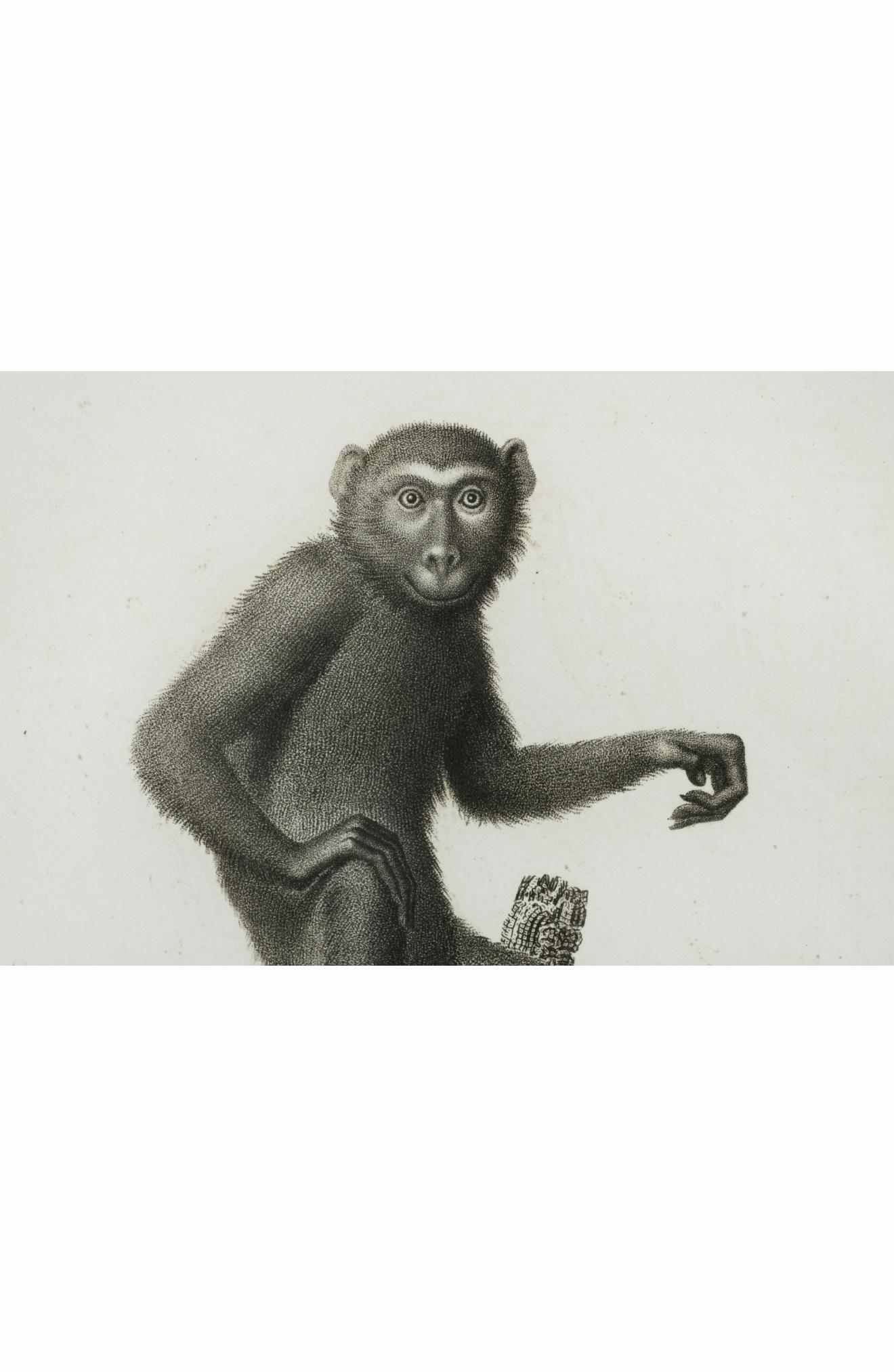 19ème siècle. Gravures de singes par Nicolas Henry Jacob - Les singes de Jacob - S/6 en vente 3
