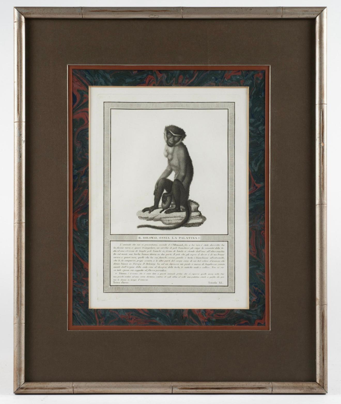 19ème siècle. Gravures de singes par Nicolas Henry Jacob - Les singes de Jacob - S/6 en vente 4