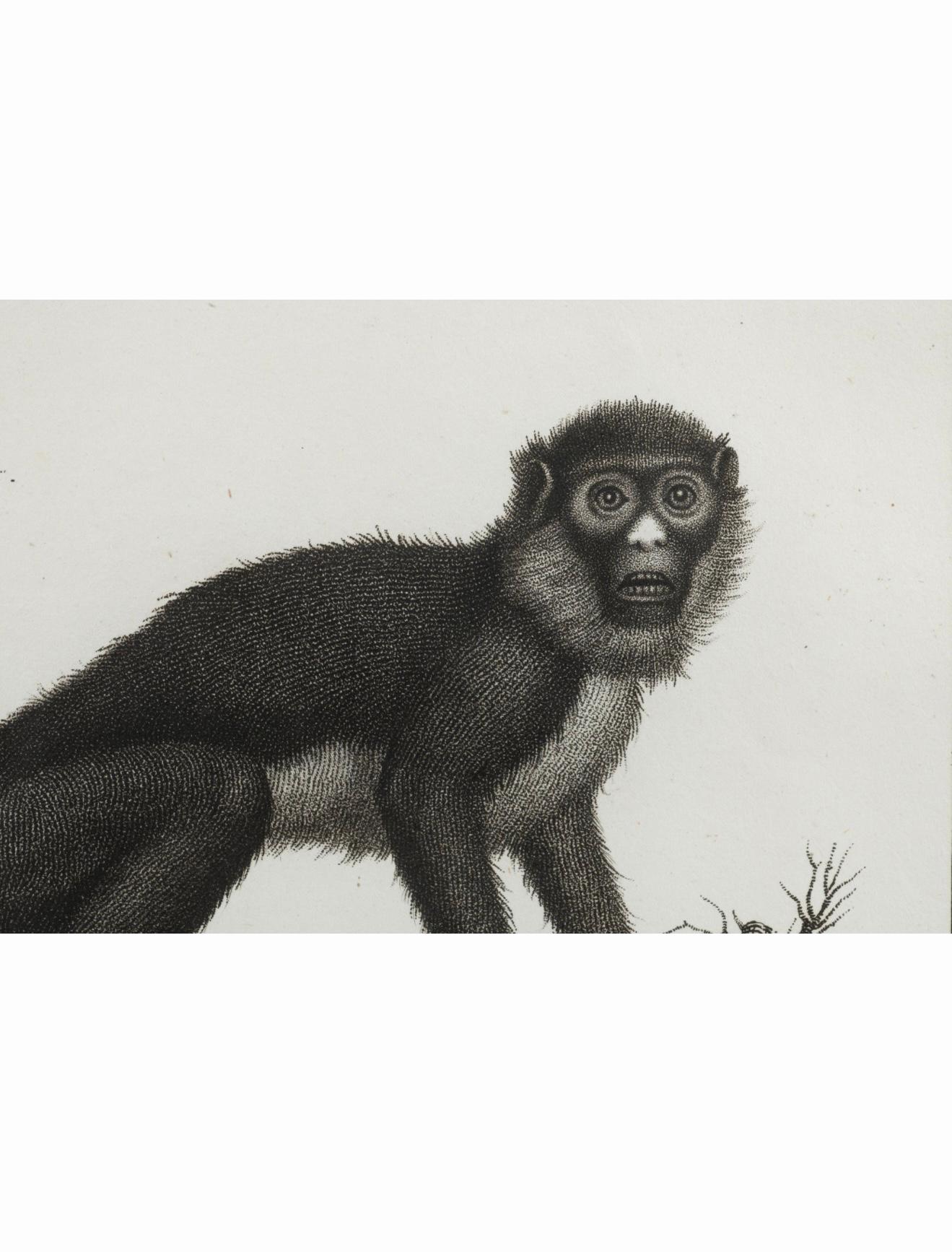 19ème siècle. Gravures de singes par Nicolas Henry Jacob - Les singes de Jacob - S/6 en vente 5