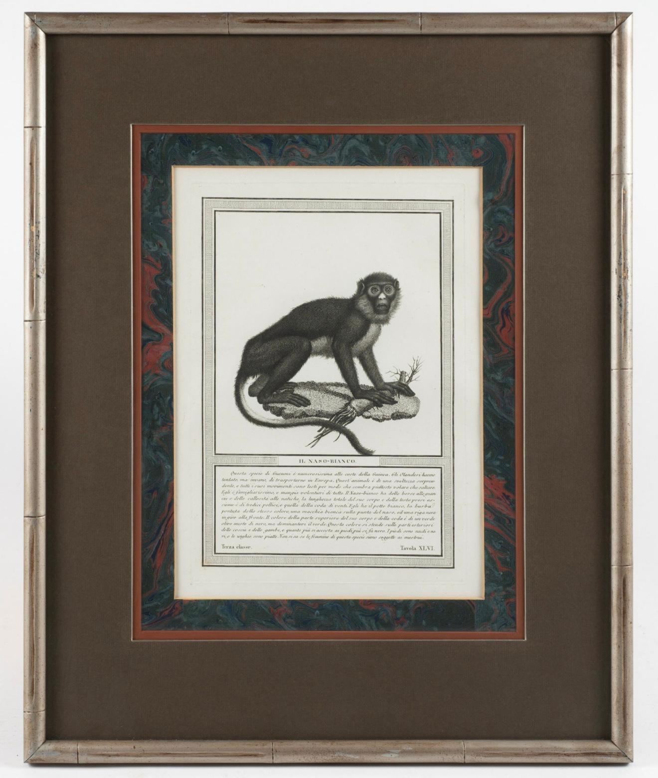 19ème siècle. Gravures de singes par Nicolas Henry Jacob - Les singes de Jacob - S/6 en vente 6