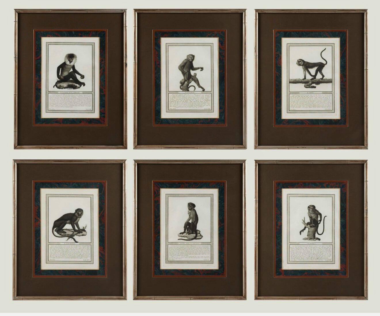 19ème siècle. Gravures de singes par Nicolas Henry Jacob - Les singes de Jacob - S/6 en vente 7