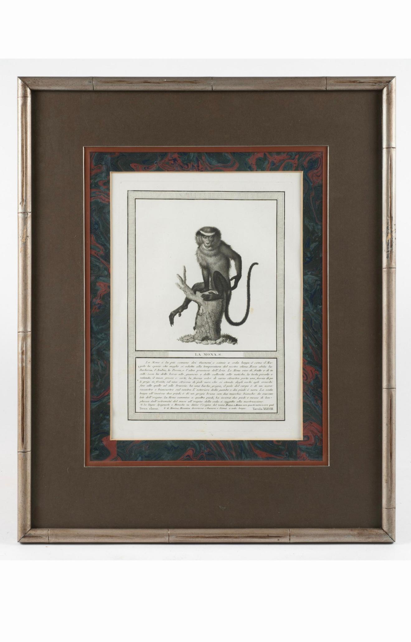 Empire 19ème siècle. Gravures de singes par Nicolas Henry Jacob - Les singes de Jacob - S/6 en vente
