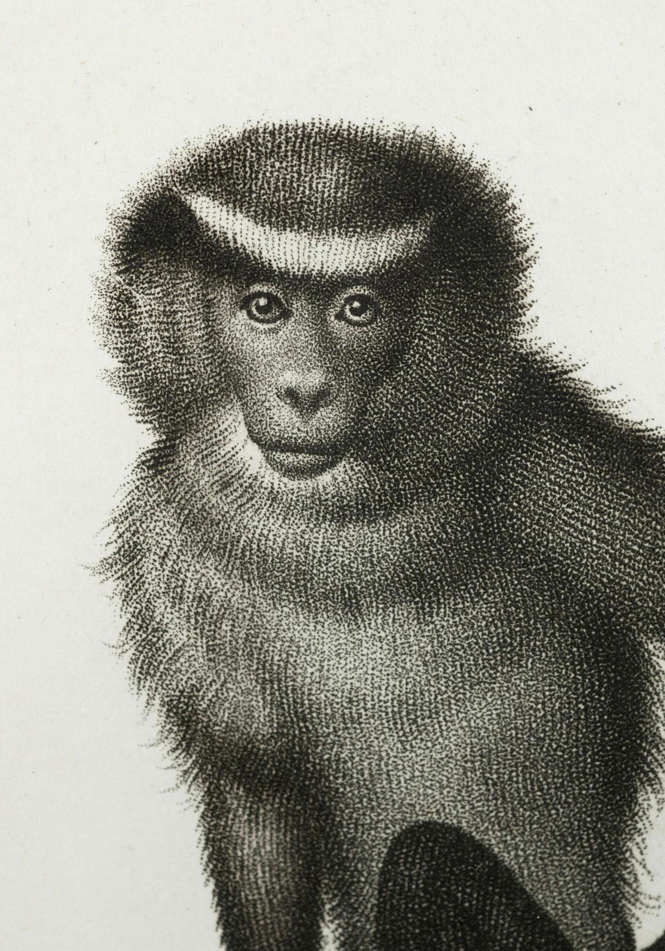 Français 19ème siècle. Gravures de singes par Nicolas Henry Jacob - Les singes de Jacob - S/6 en vente