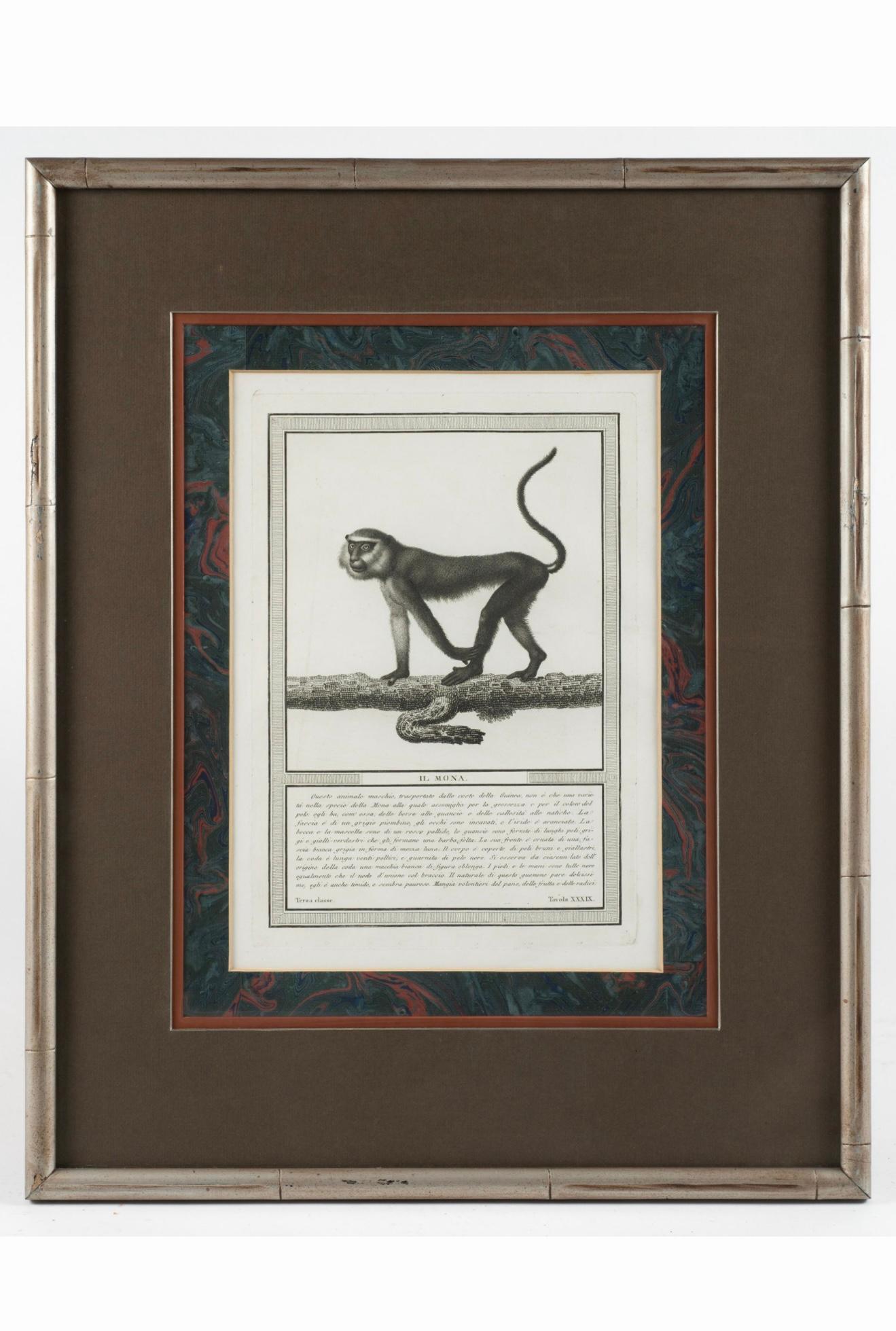 19ème siècle. Gravures de singes par Nicolas Henry Jacob - Les singes de Jacob - S/6 Bon état - En vente à Kennesaw, GA