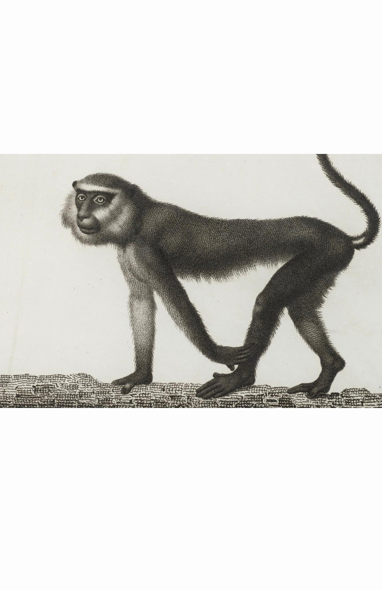 XIXe siècle 19ème siècle. Gravures de singes par Nicolas Henry Jacob - Les singes de Jacob - S/6 en vente