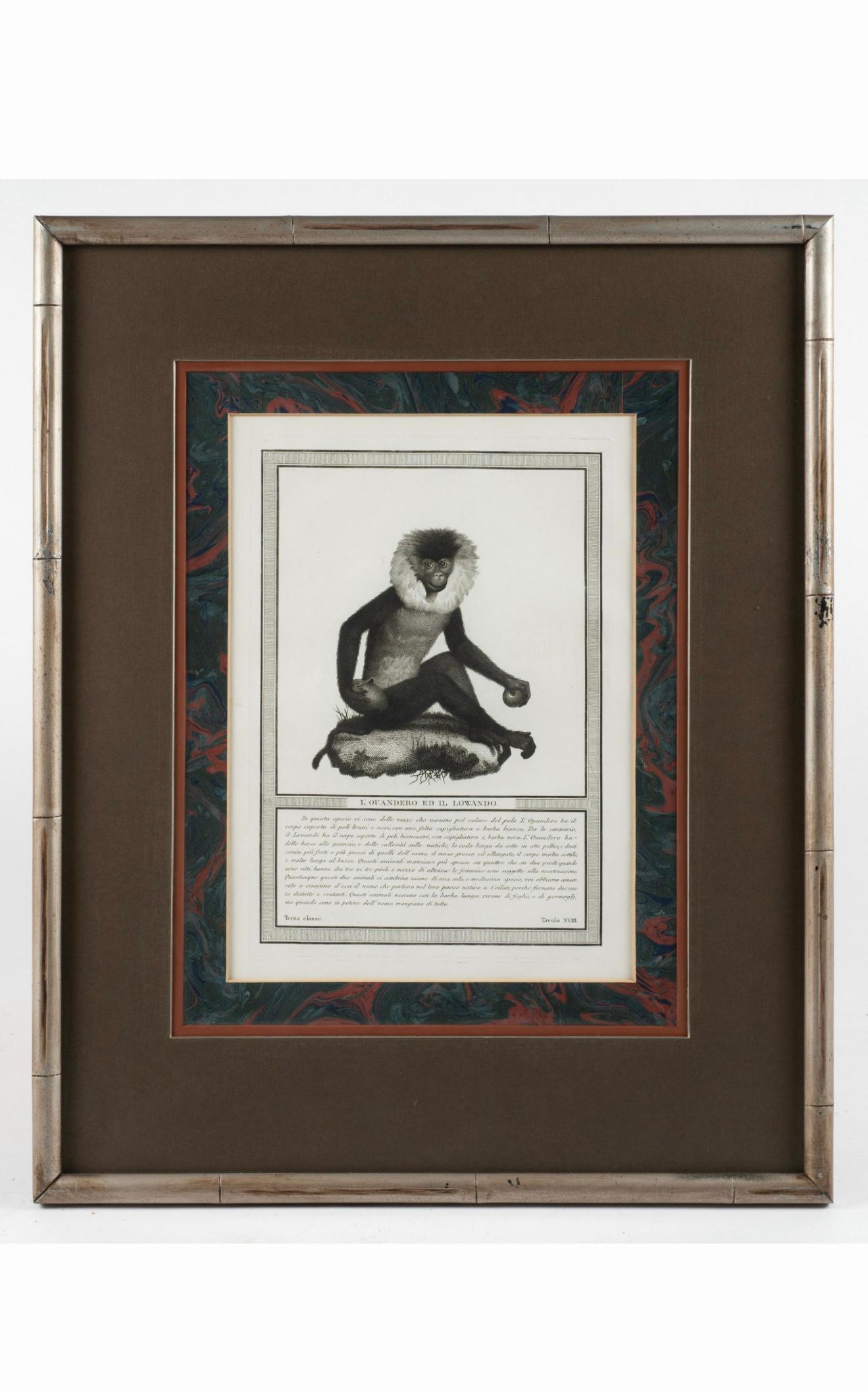 Bois 19ème siècle. Gravures de singes par Nicolas Henry Jacob - Les singes de Jacob - S/6 en vente