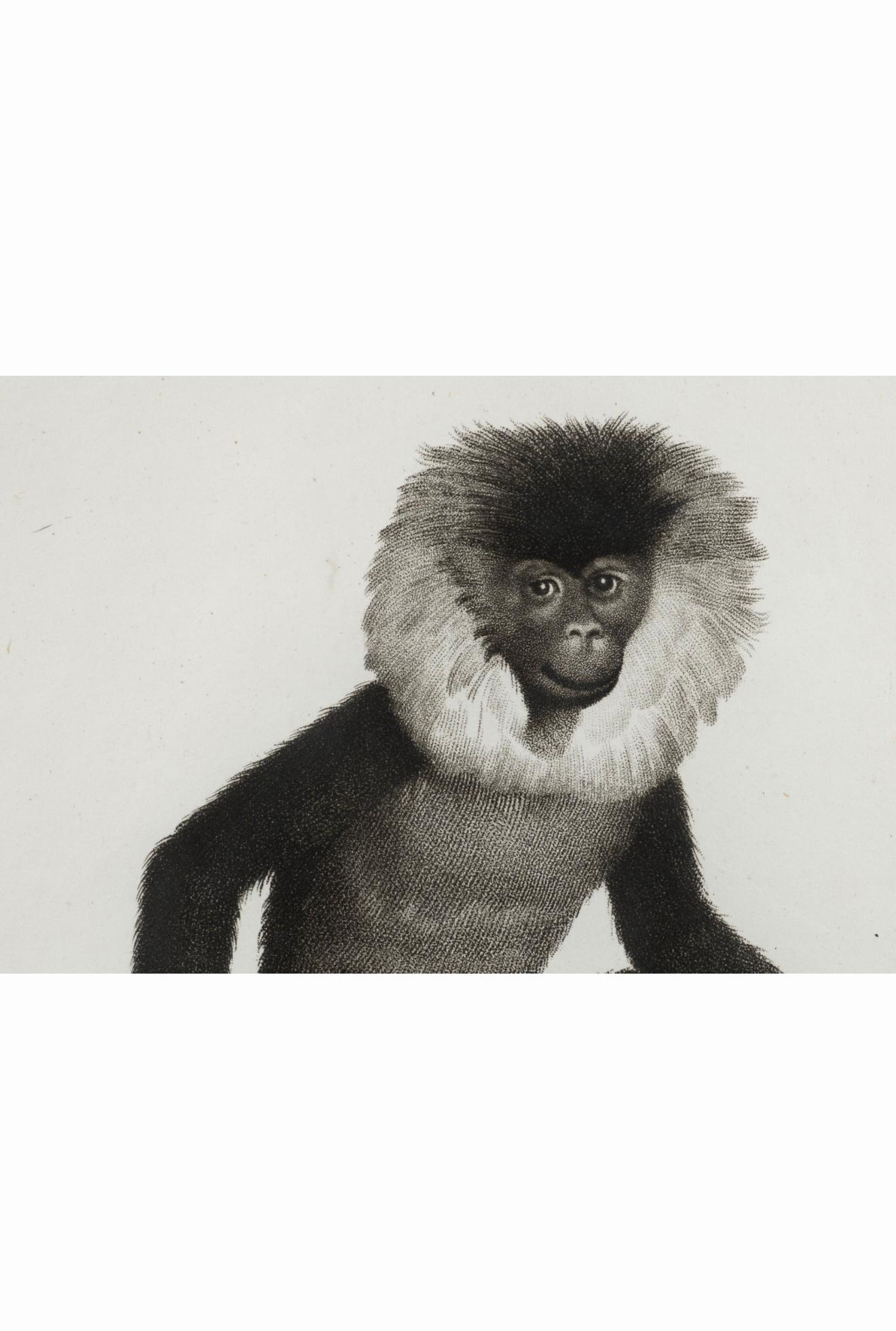 19ème siècle. Gravures de singes par Nicolas Henry Jacob - Les singes de Jacob - S/6 en vente 1