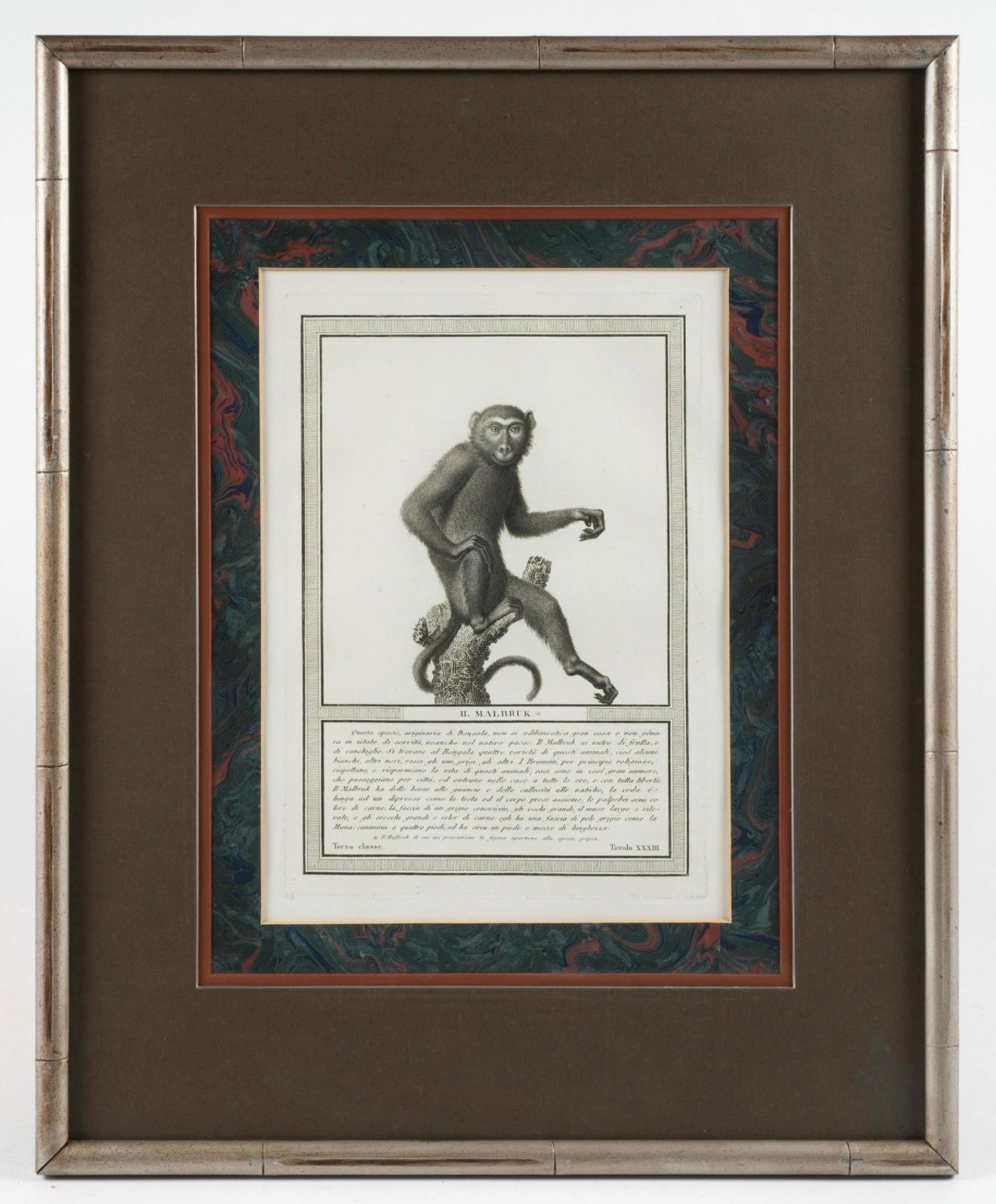 19ème siècle. Gravures de singes par Nicolas Henry Jacob - Les singes de Jacob - S/6 en vente 2