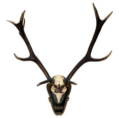 19th Century German Red Stag of the Grand Duke of Baden from Salem Castle