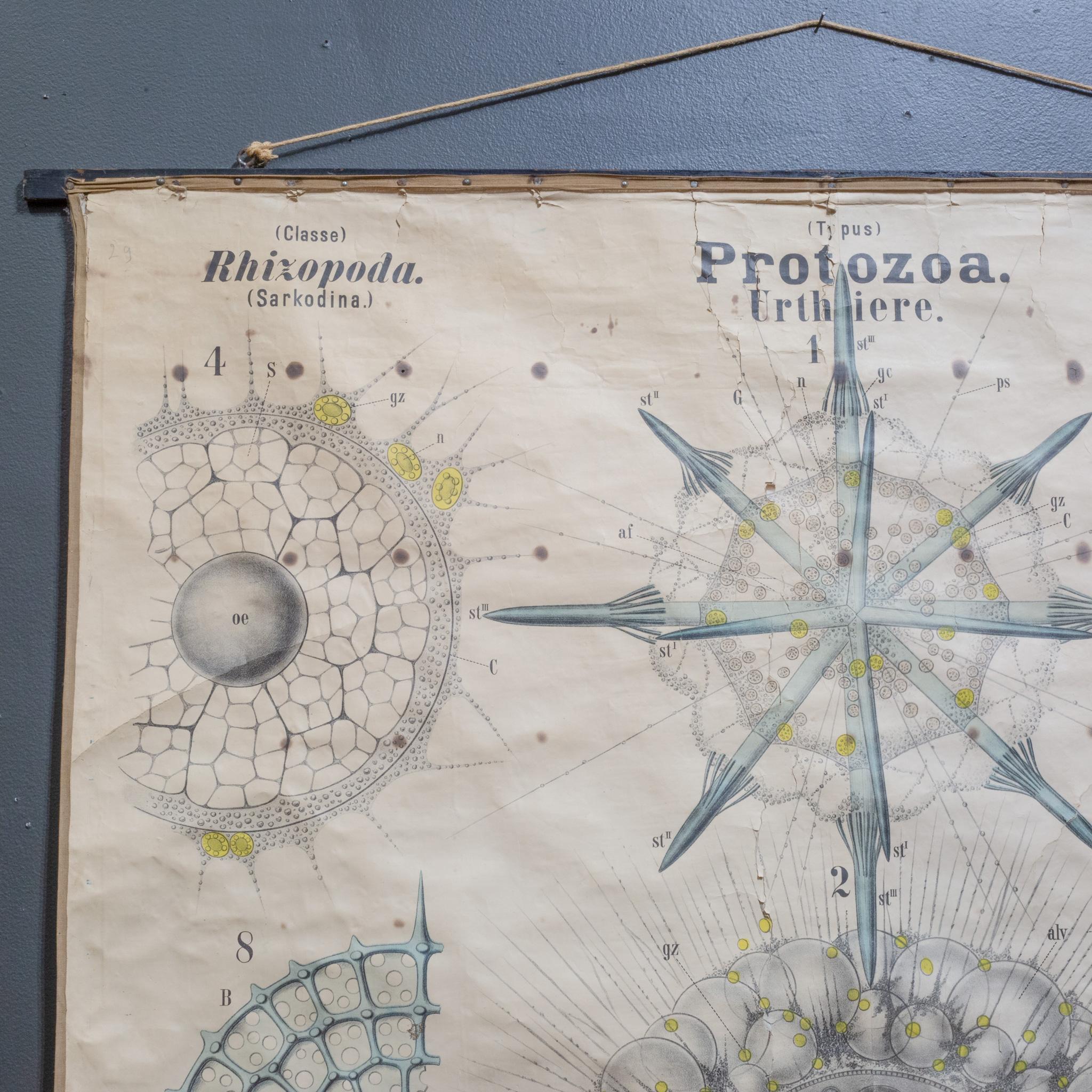Industrial 19th c. German Scientific School Wall Chart of Protozoa c.1877-1892