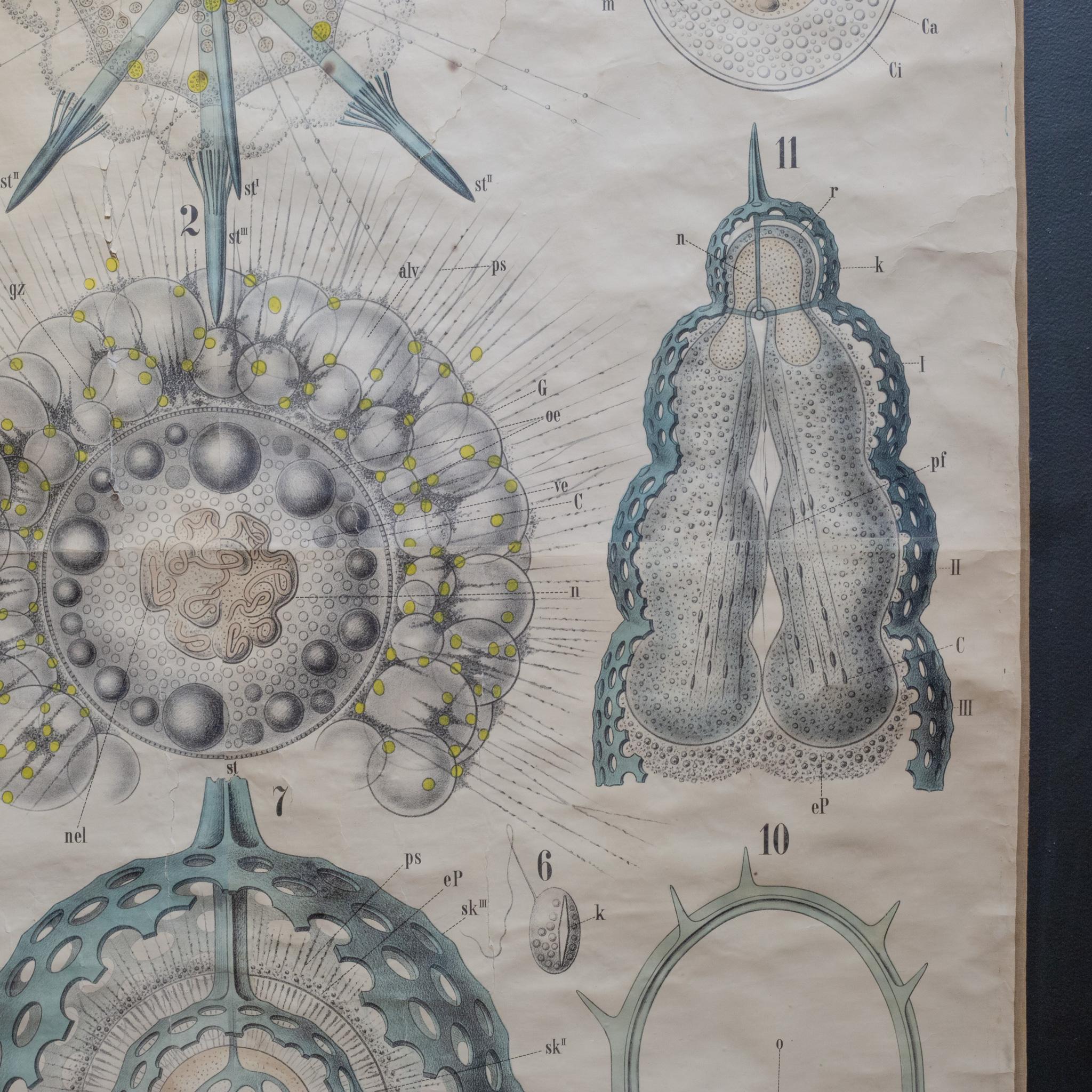 19th c. German Scientific School Wall Chart of Protozoa c.1877-1892 In Good Condition In San Francisco, CA