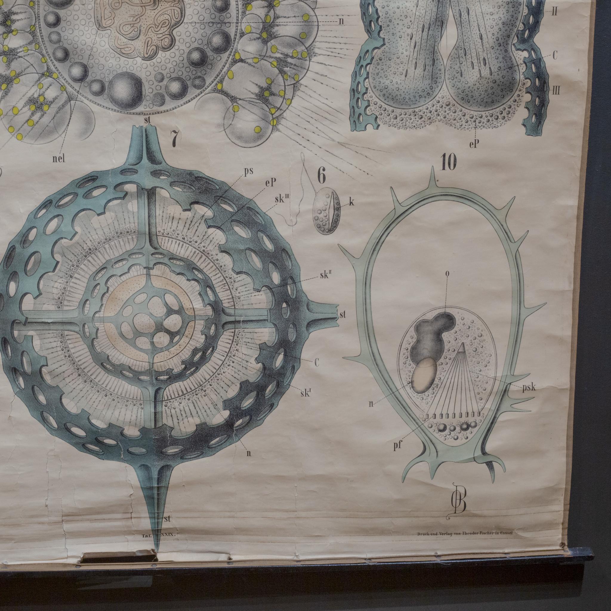 19th c. German Scientific School Wall Chart of Protozoa c.1877-1892 1