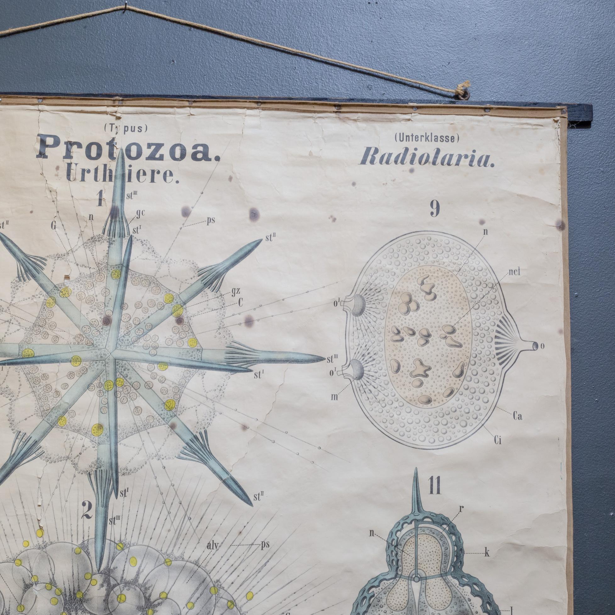 19th c. German Scientific School Wall Chart of Protozoa c.1877-1892 2