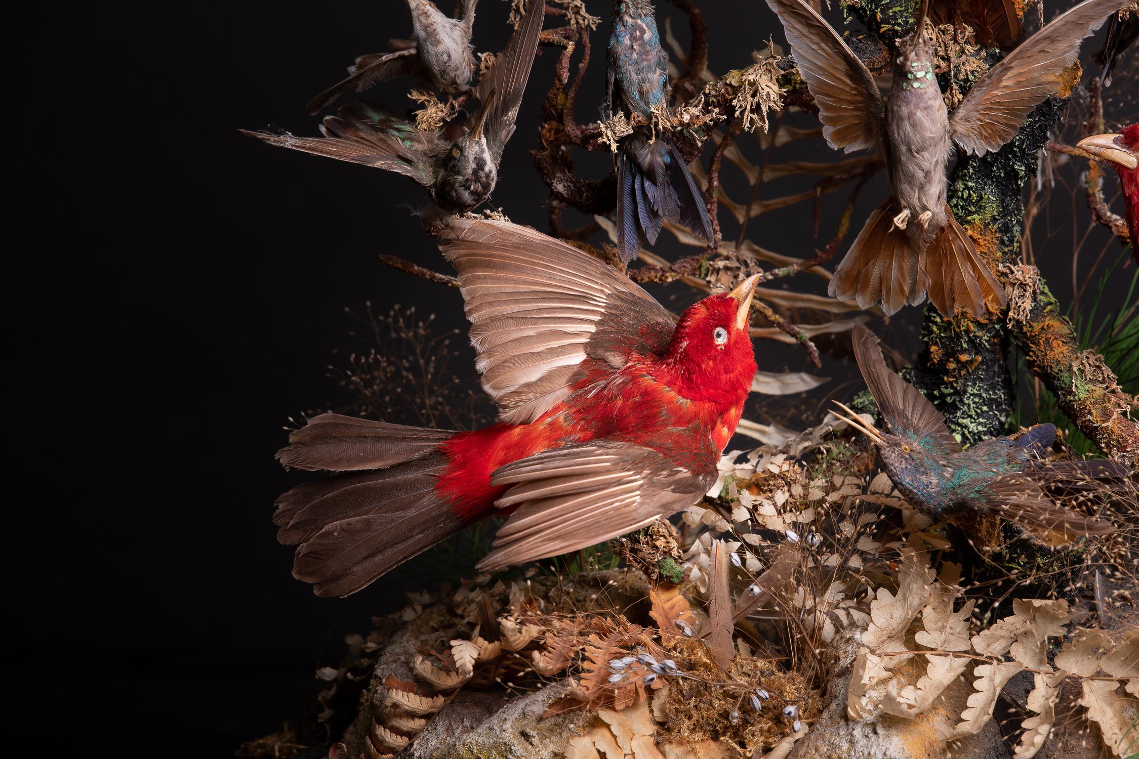 taxidermy birds in glass dome