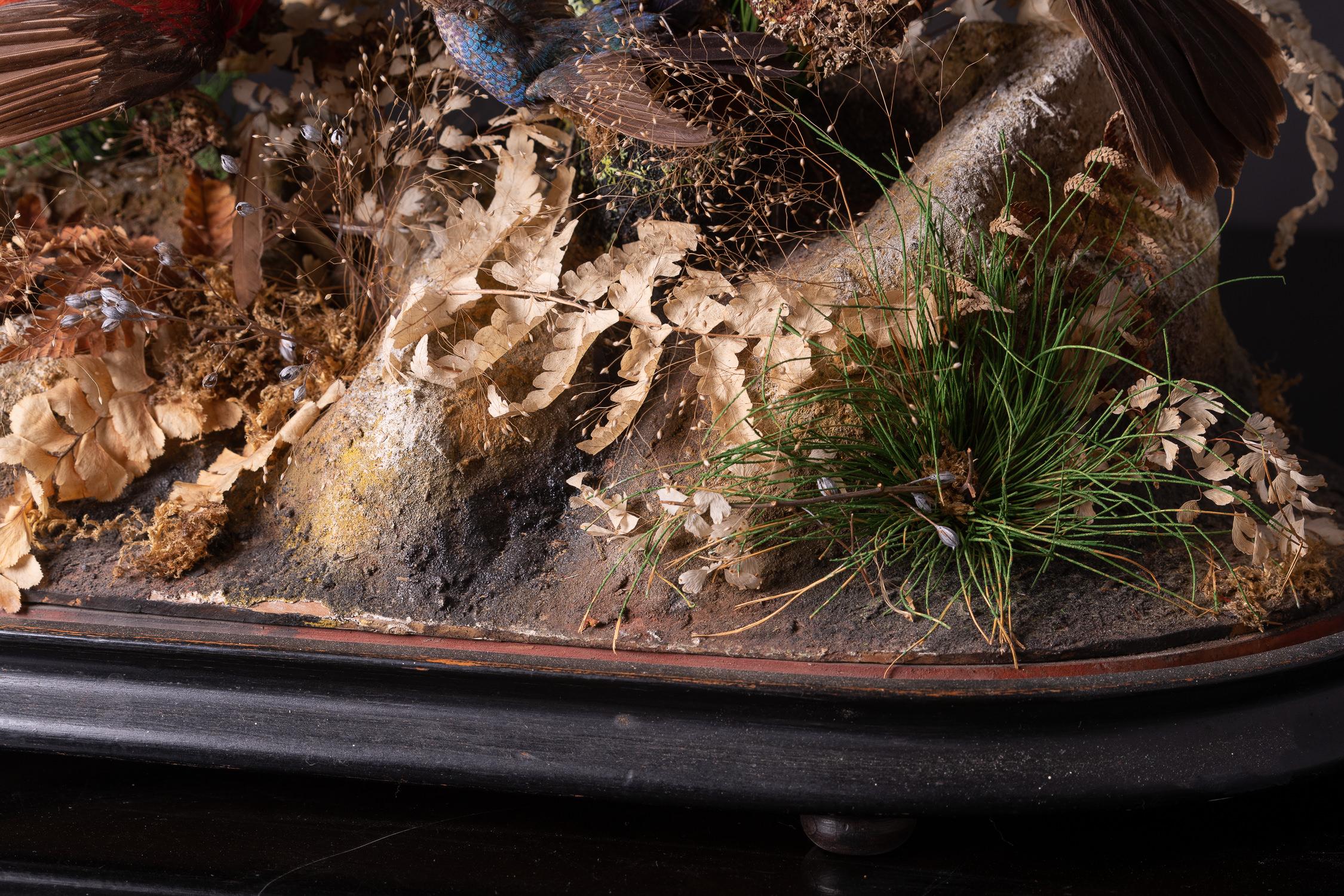 19. Jh. Glas Dome auf ebonisiertem Sockel mit 25 exotischen Vögeln - Label W.J.Hole im Zustand „Gut“ im Angebot in Leuven , BE